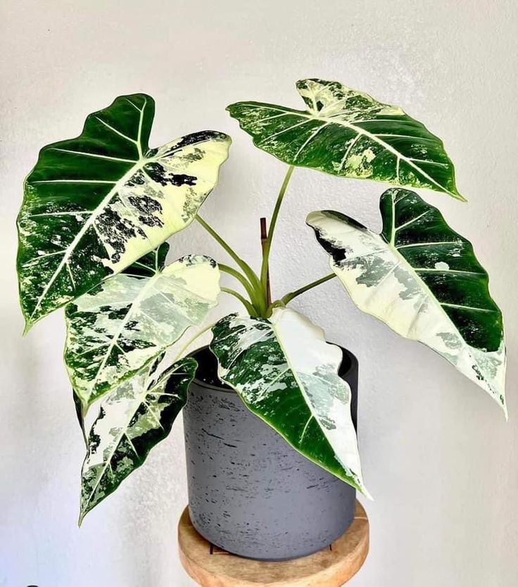 Plant image