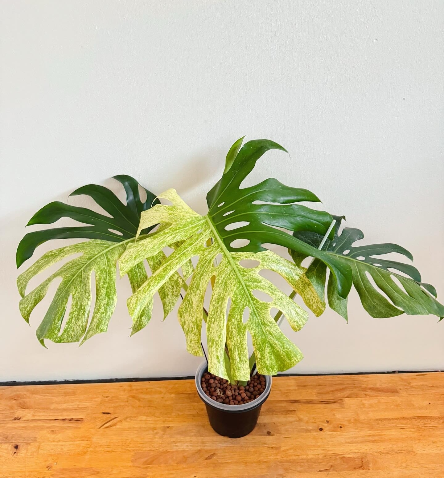 Plant image