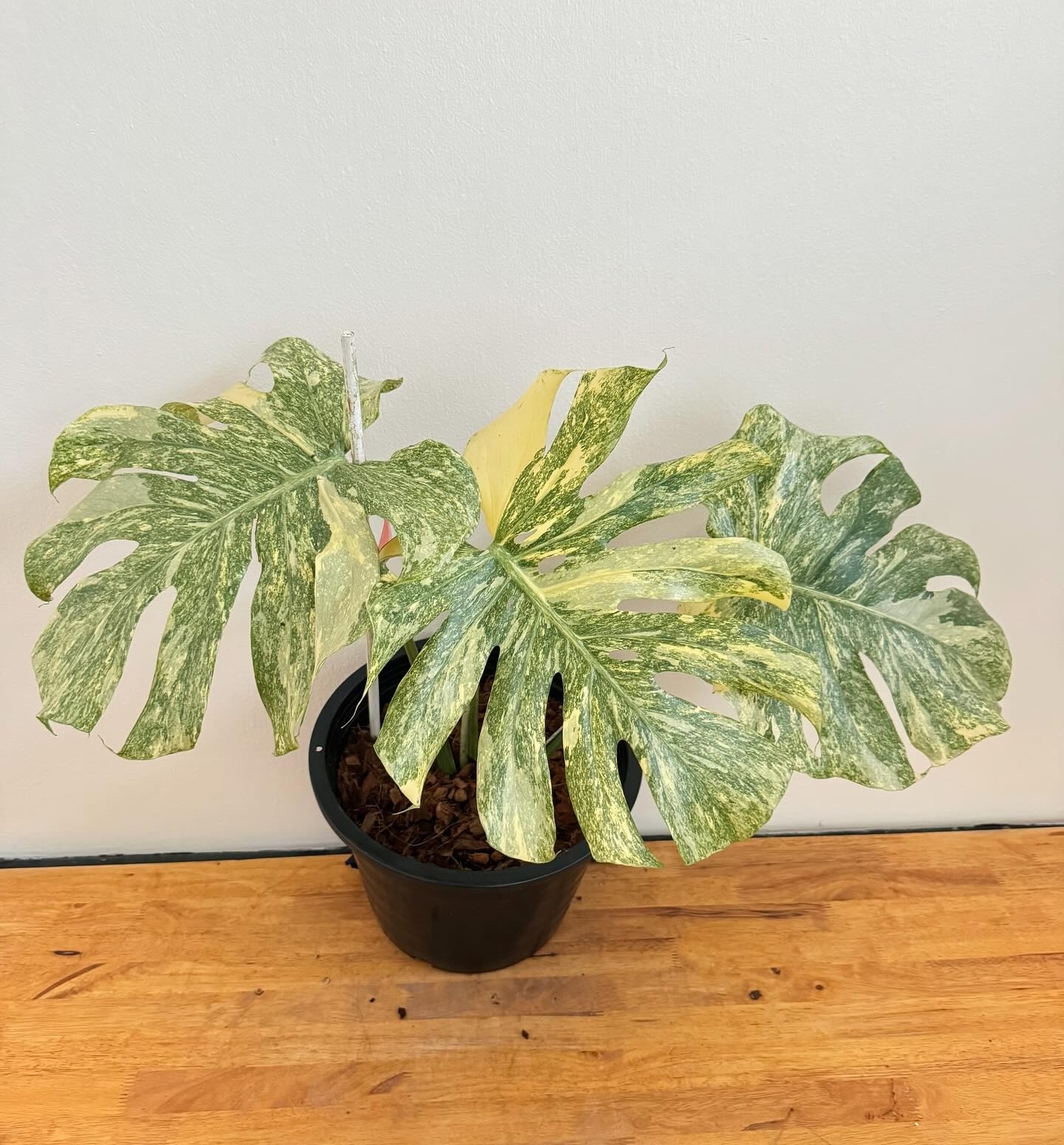 Plant image