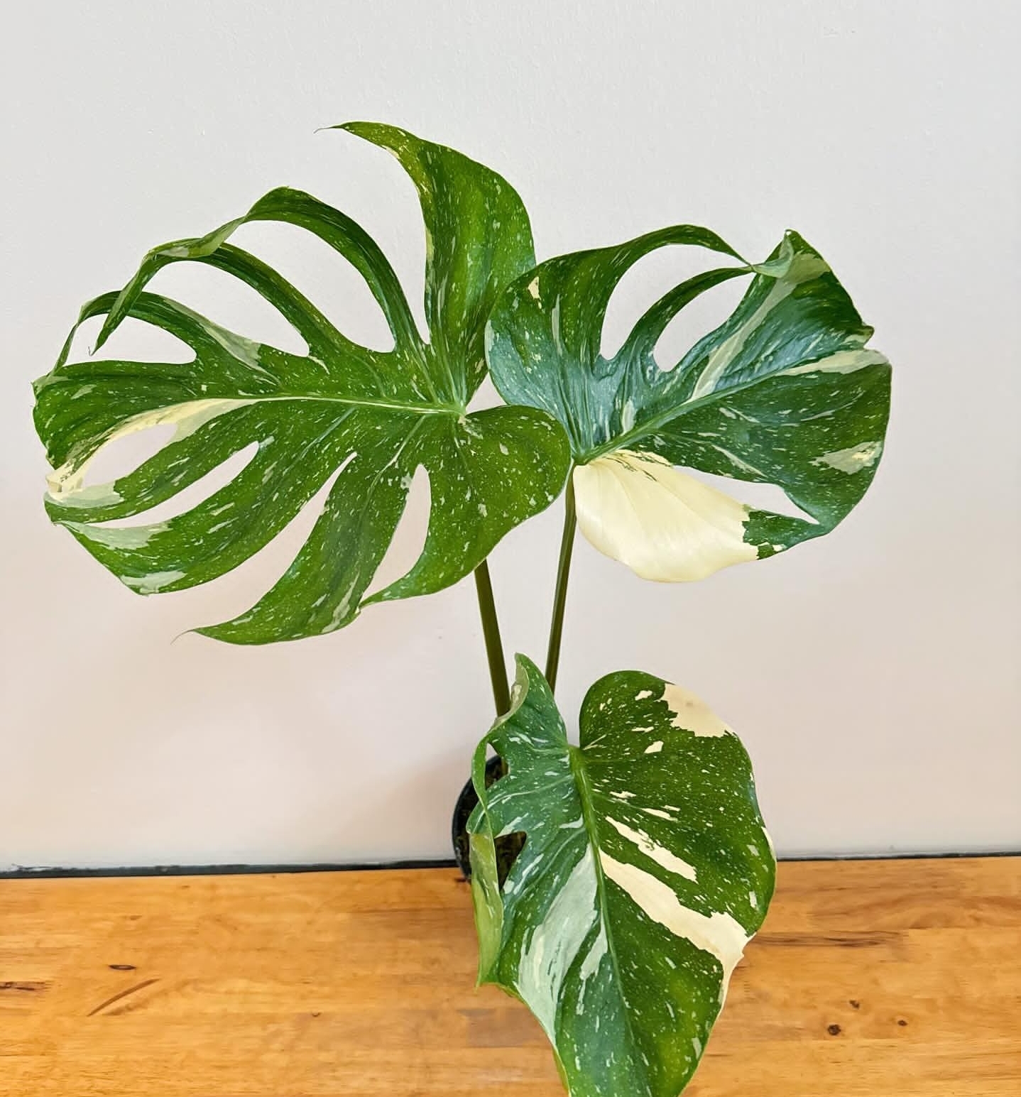 Plant image