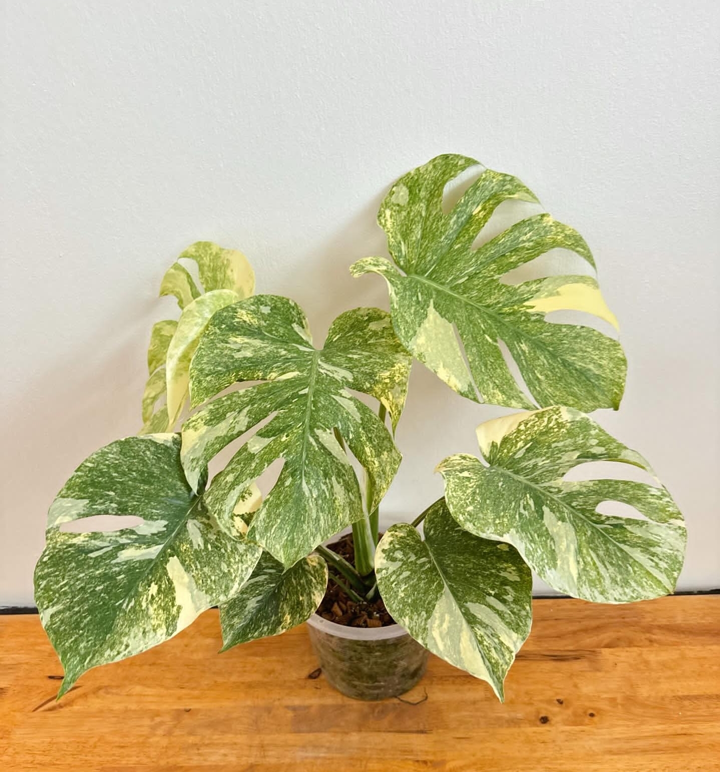 Plant image