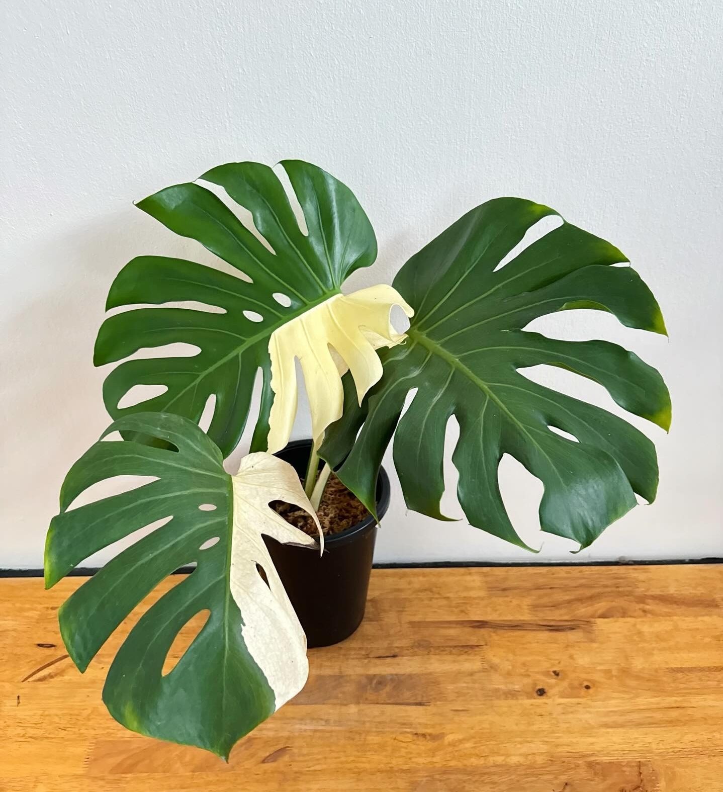 Plant image