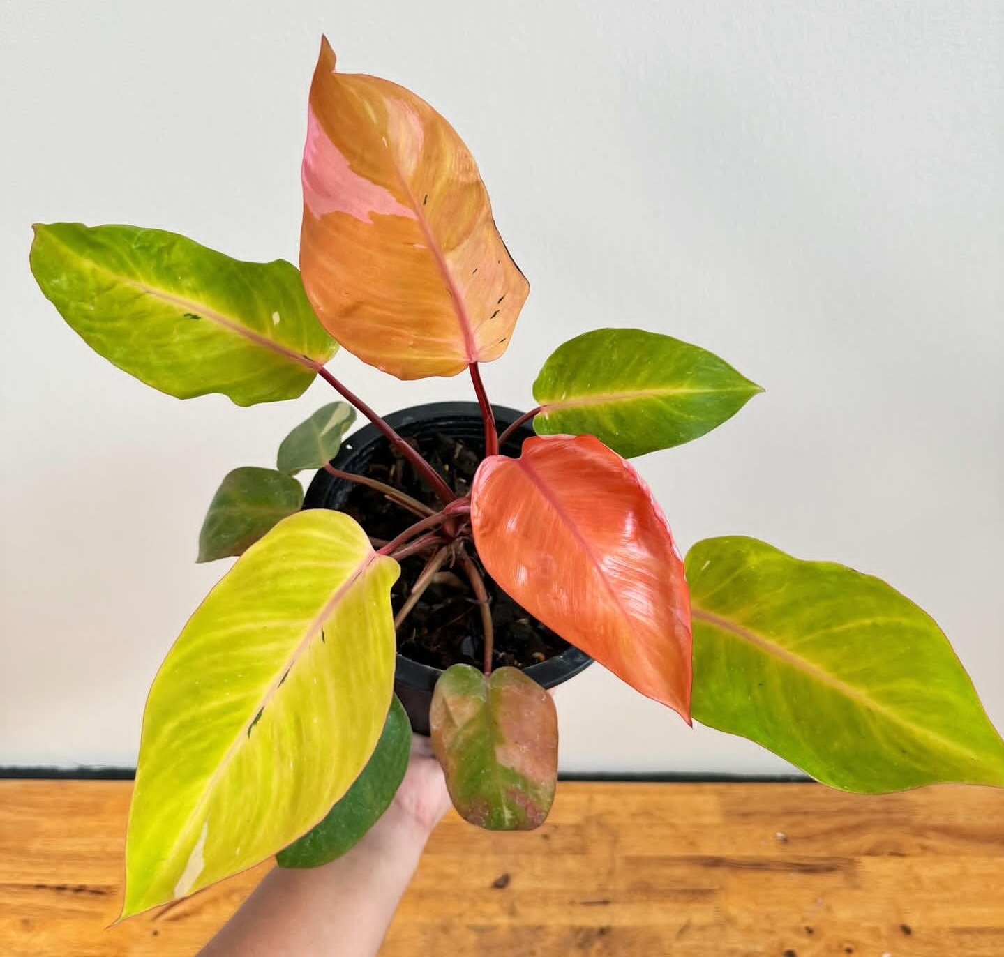 Plant image