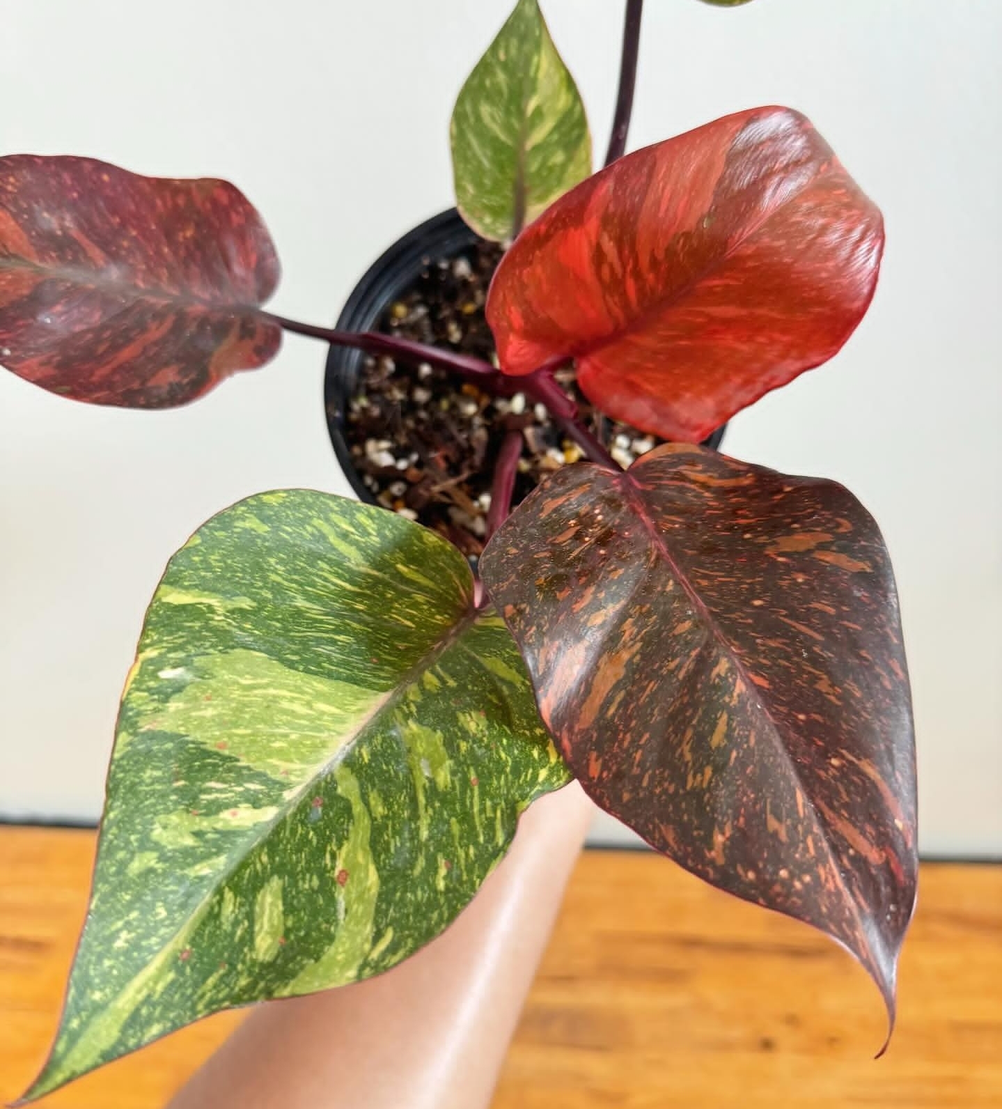 Plant image