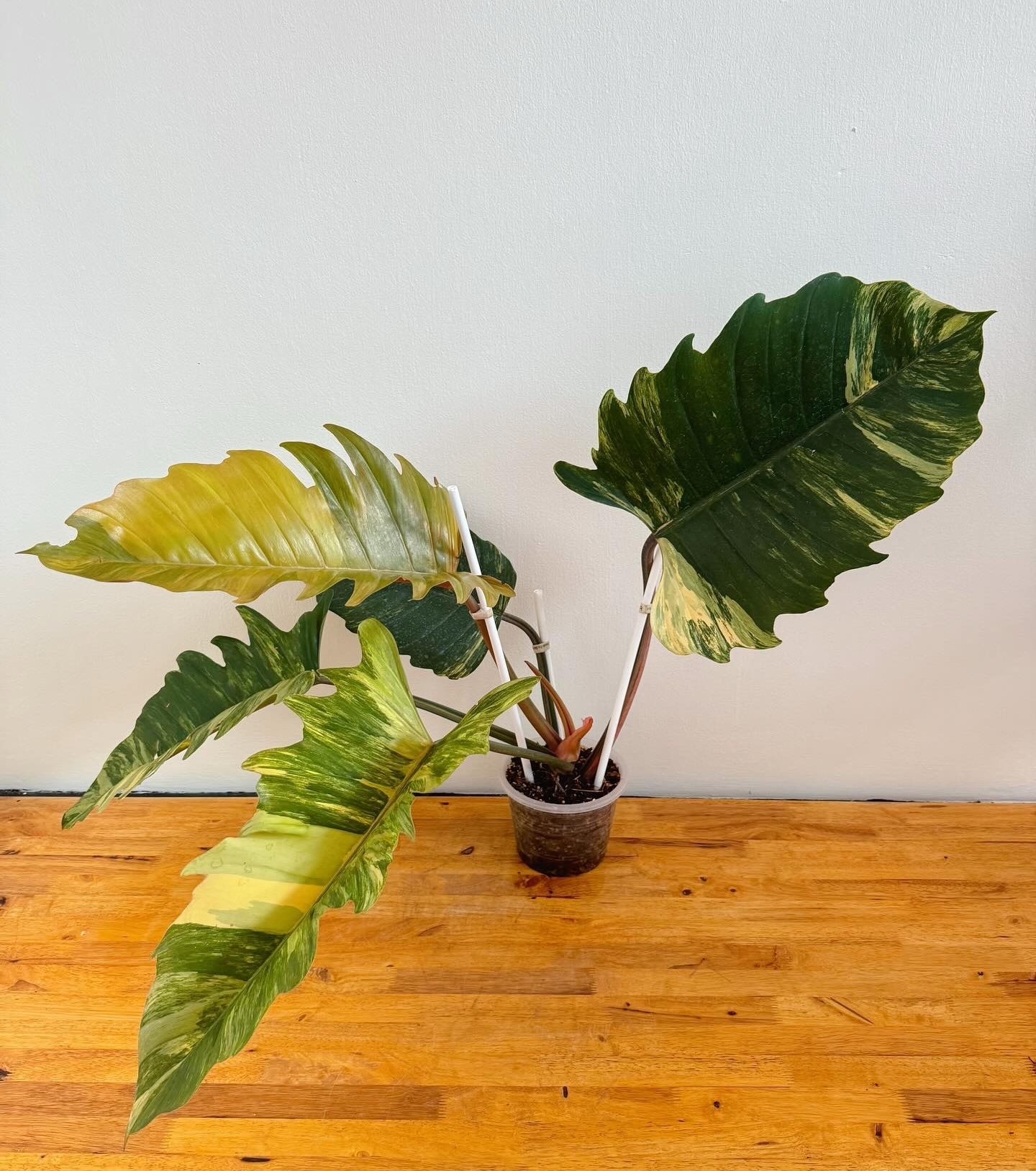Plant image