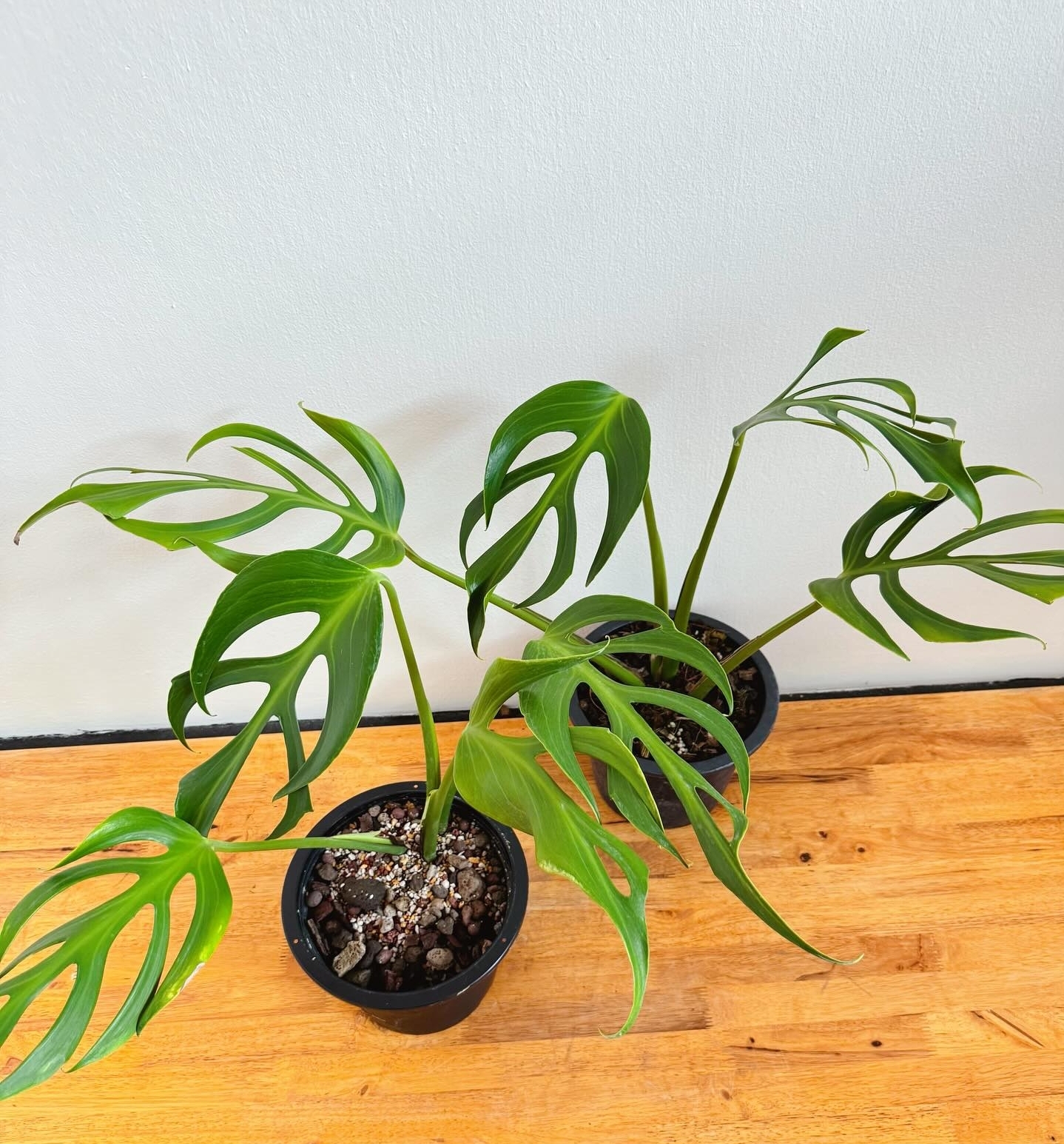 Plant image