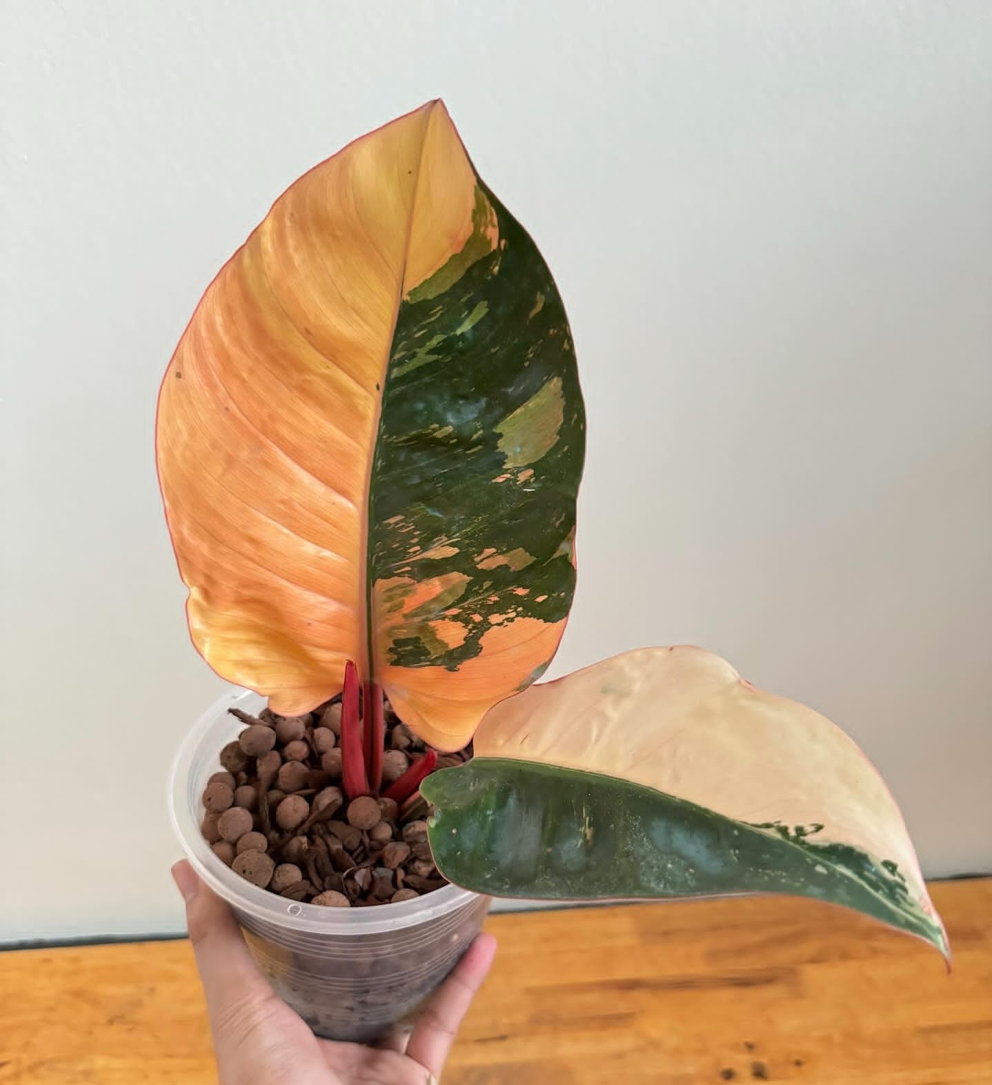 Plant image
