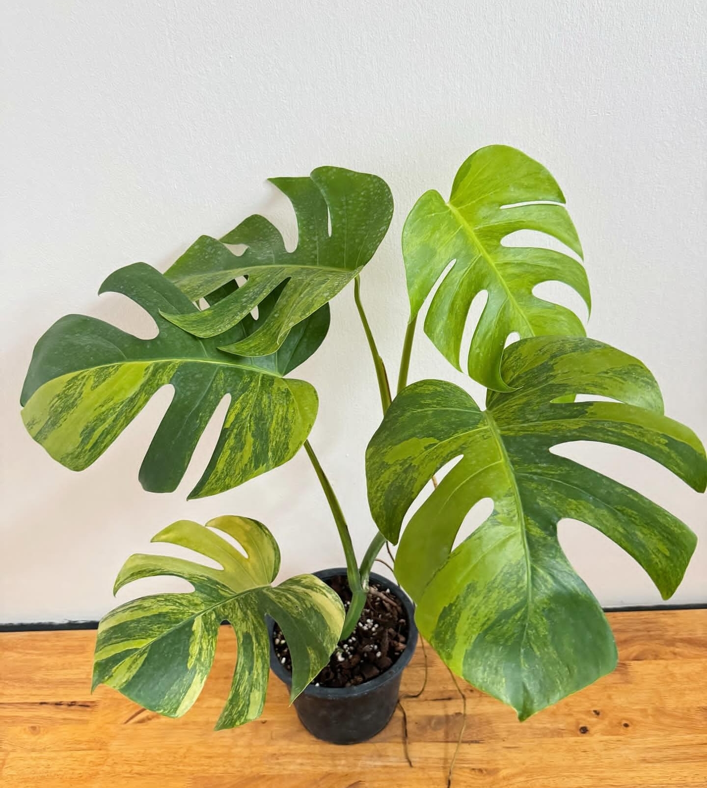 Plant image