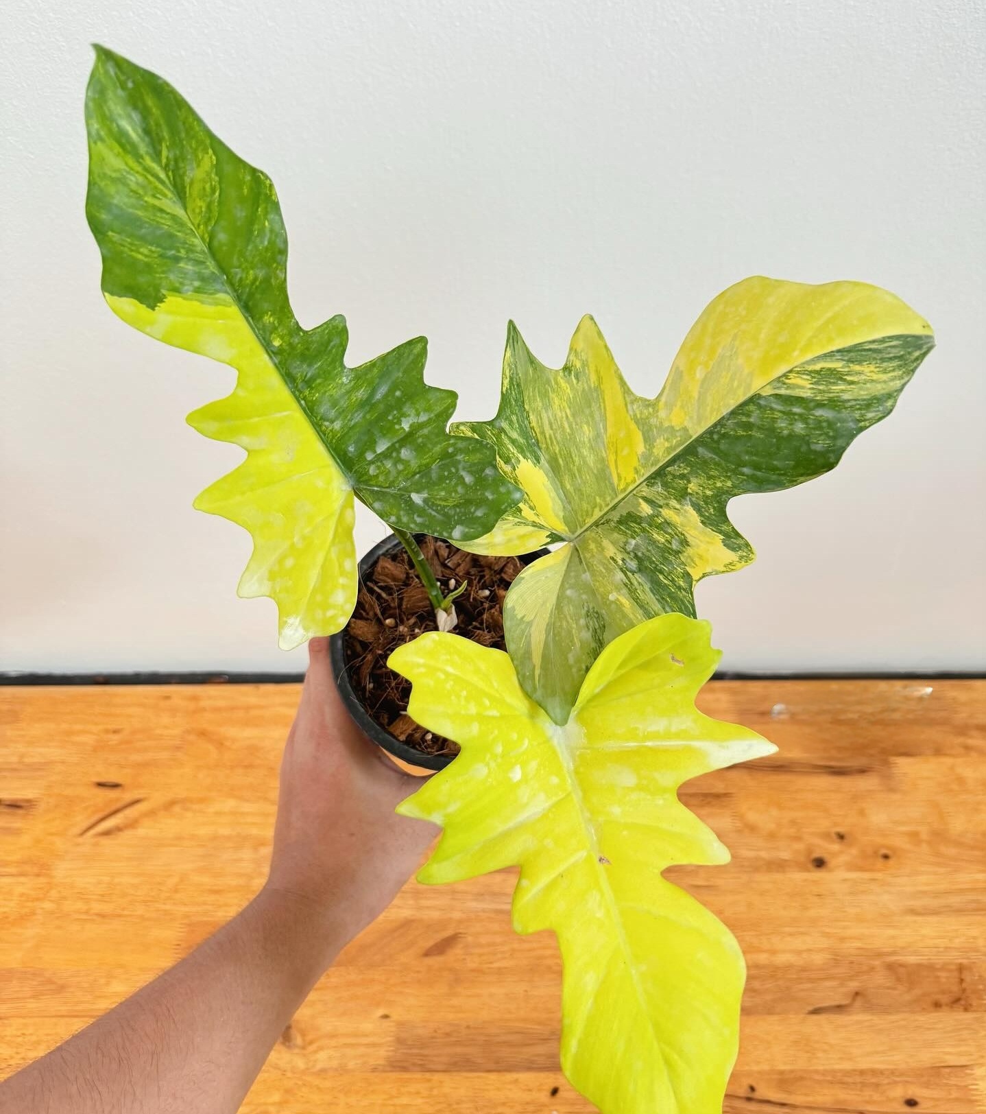 Plant image