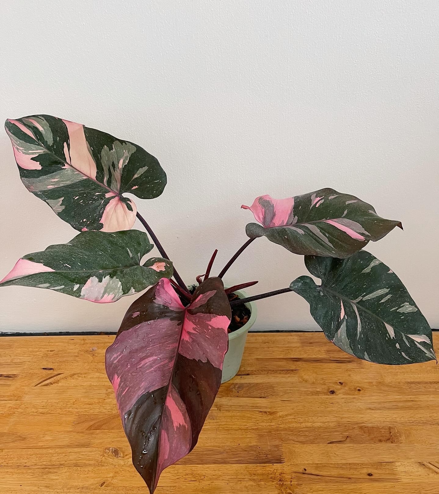Plant image