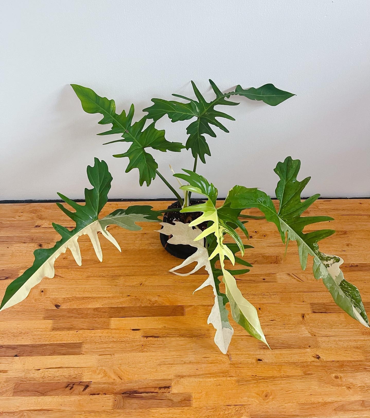 Plant image