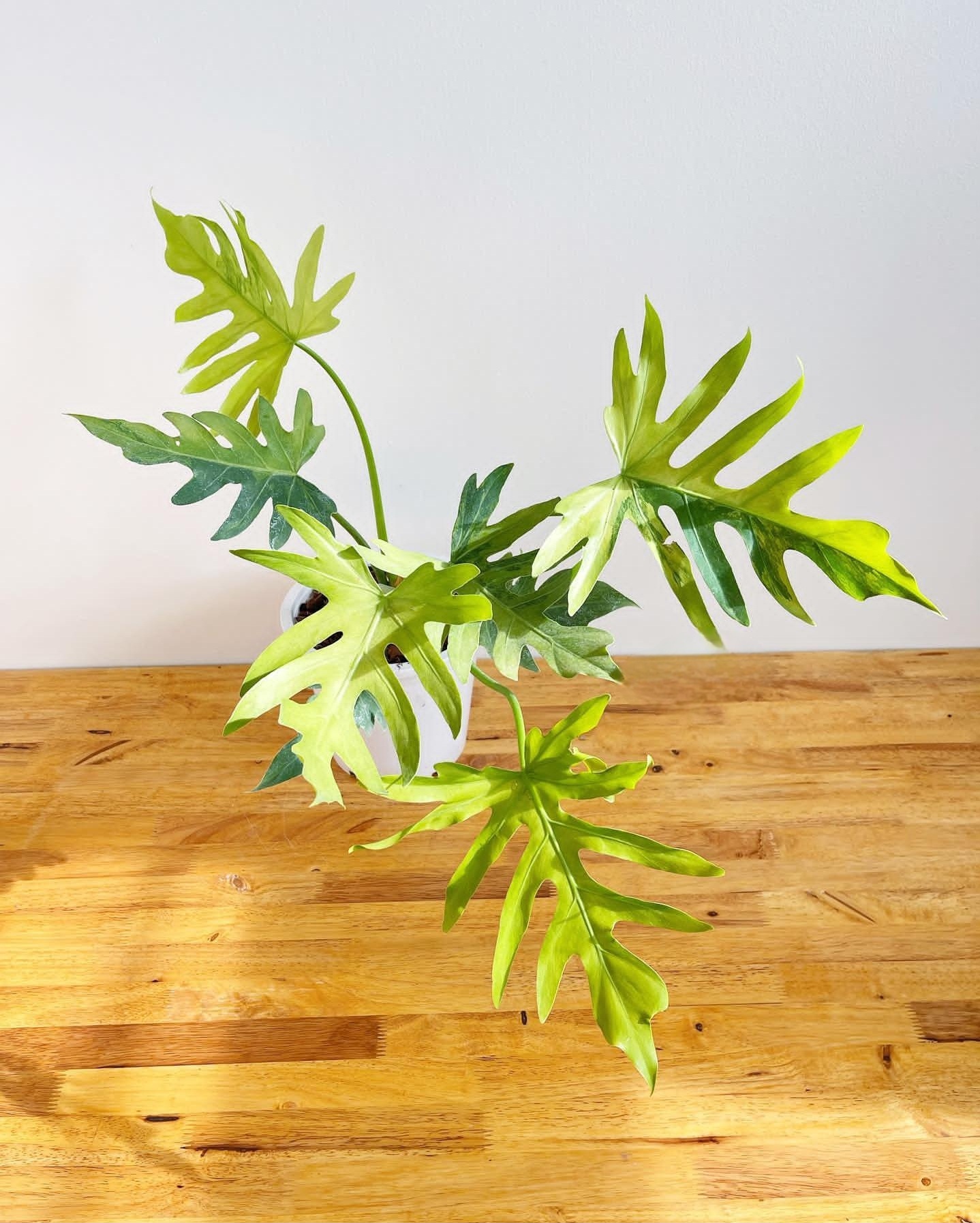 Plant image