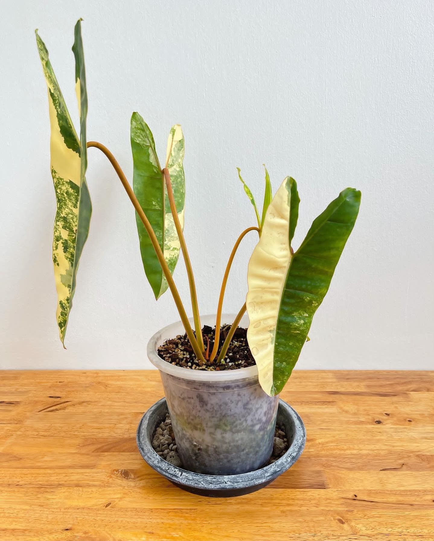 Plant image