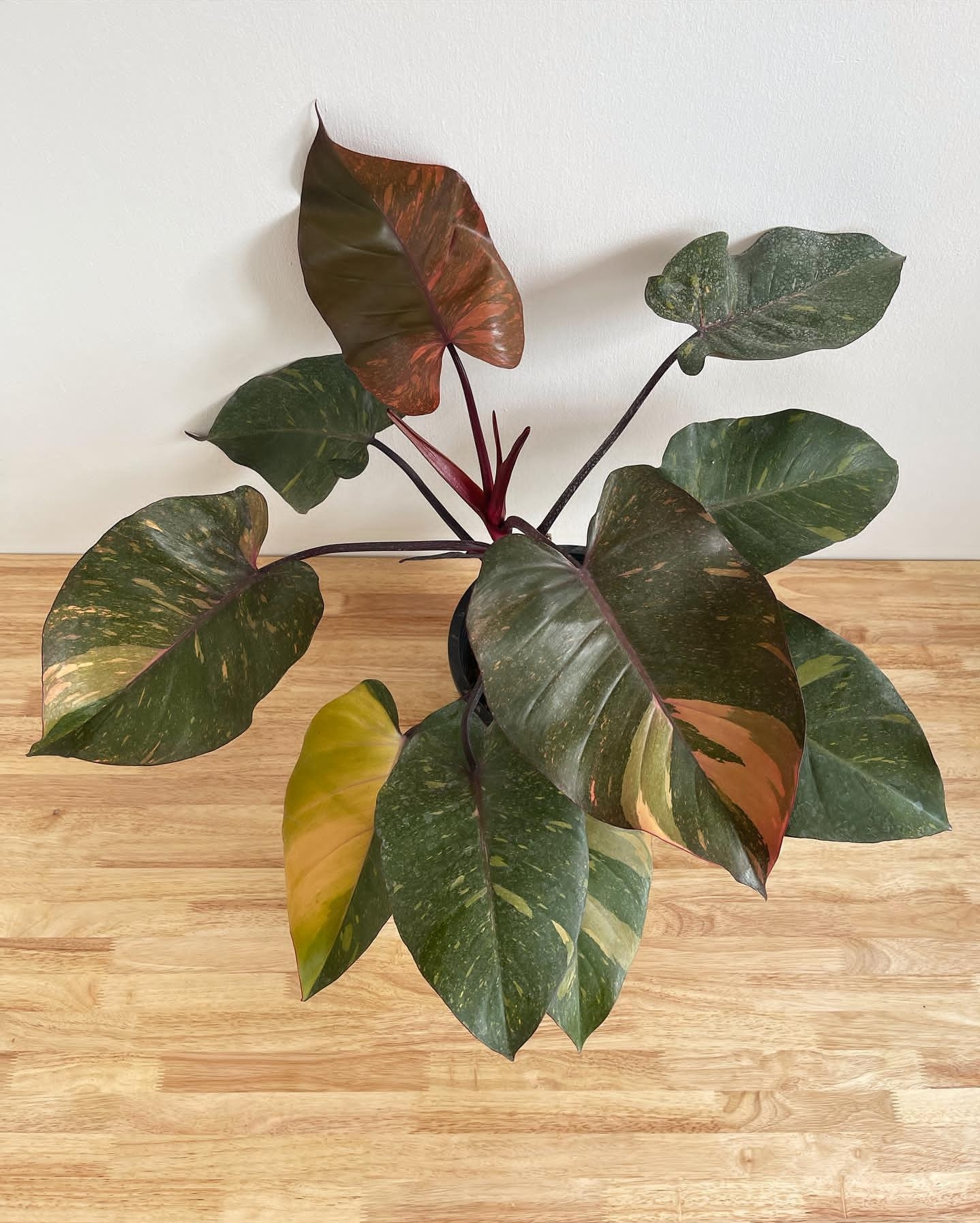 Plant image