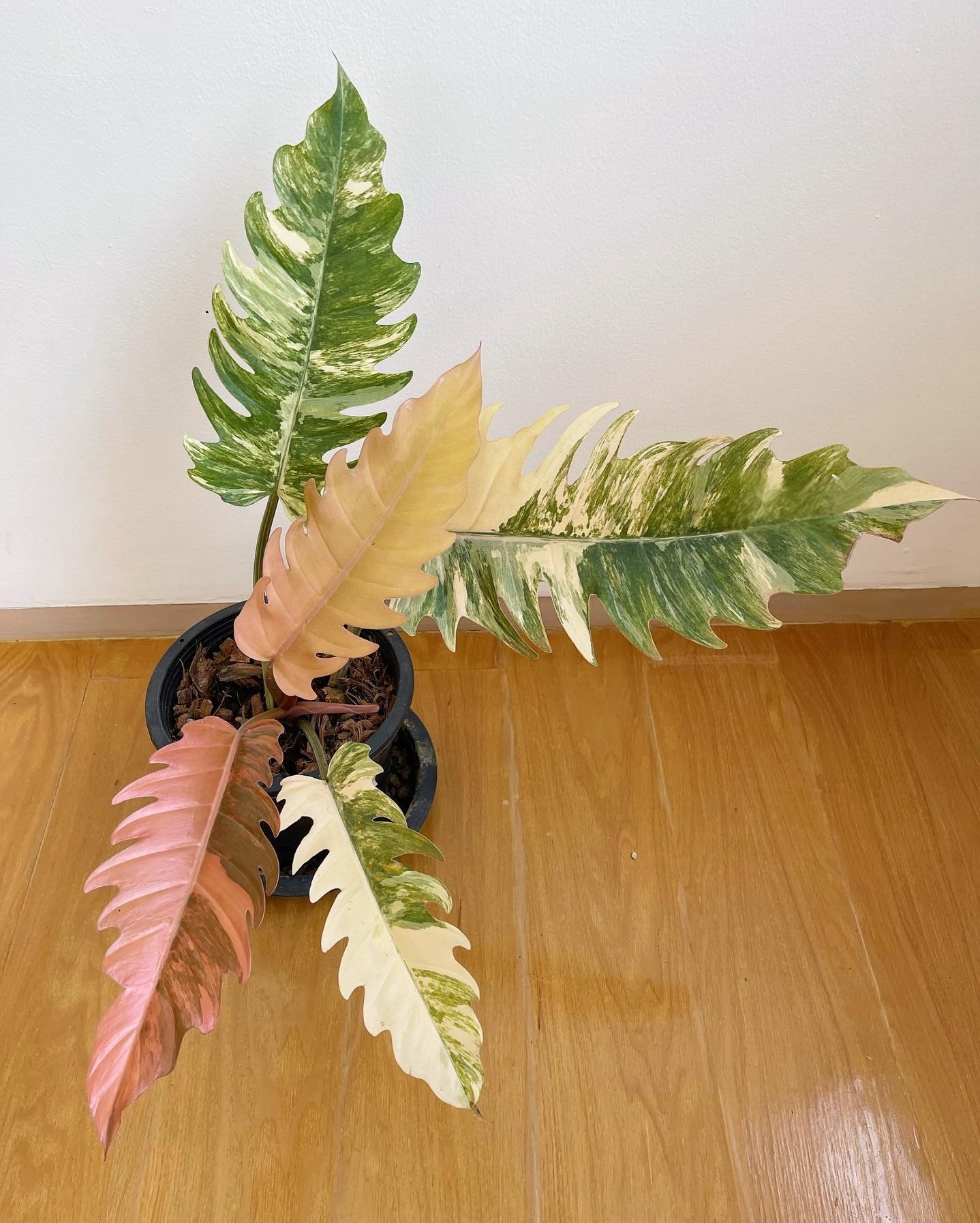 Plant image