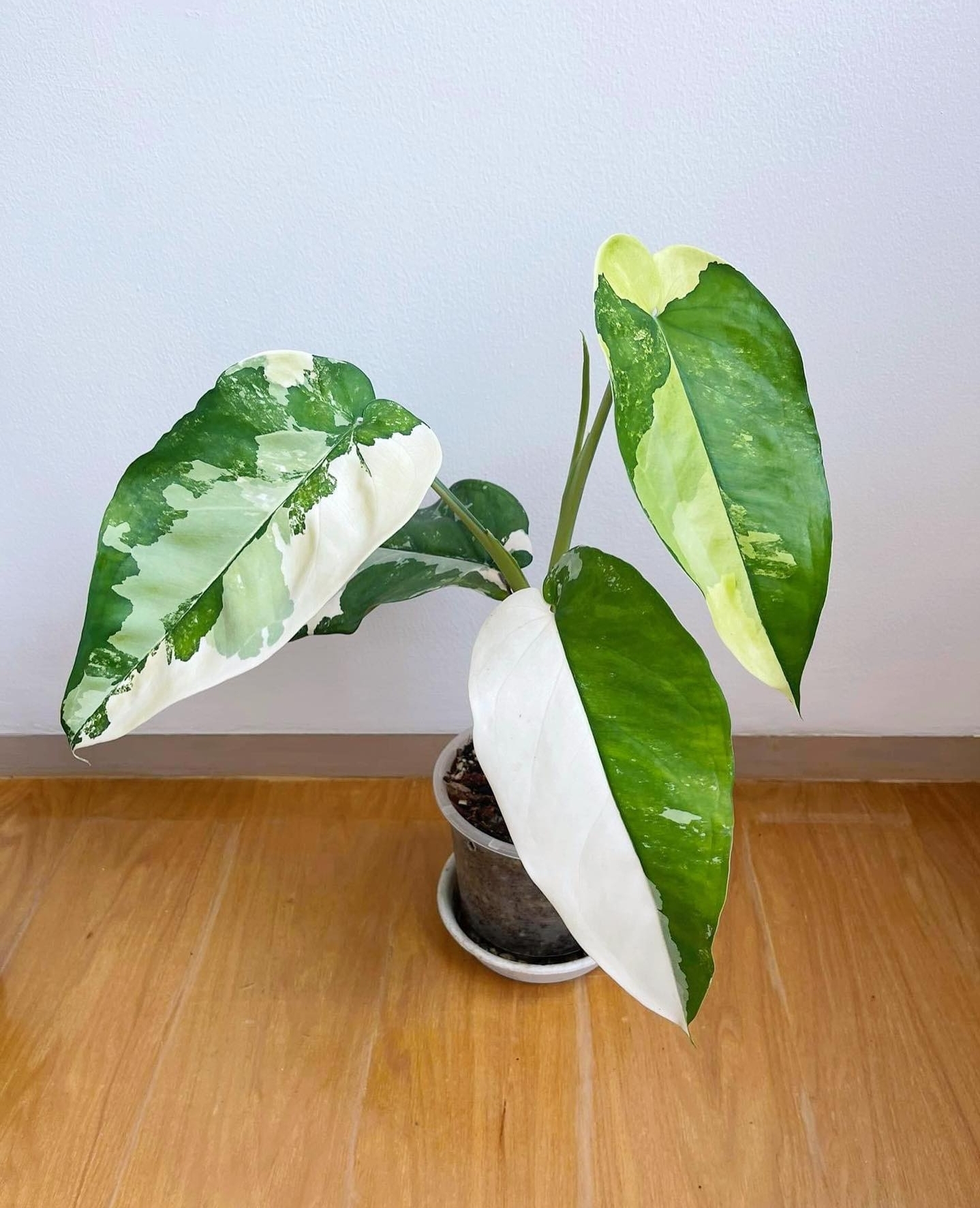 Plant image