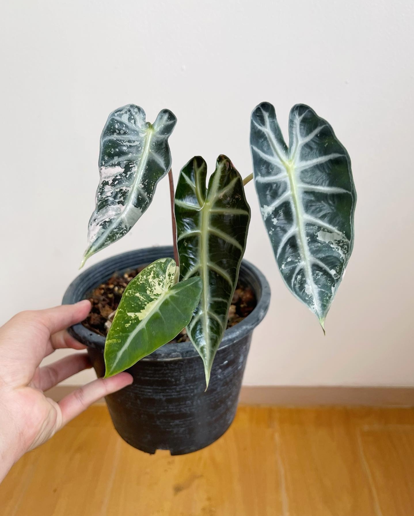 Plant image