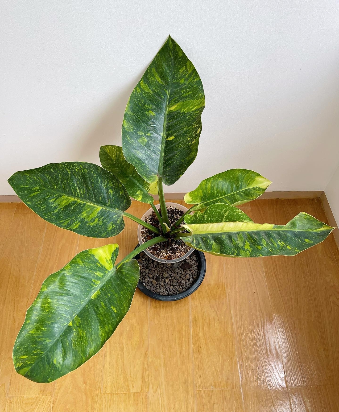 Plant image