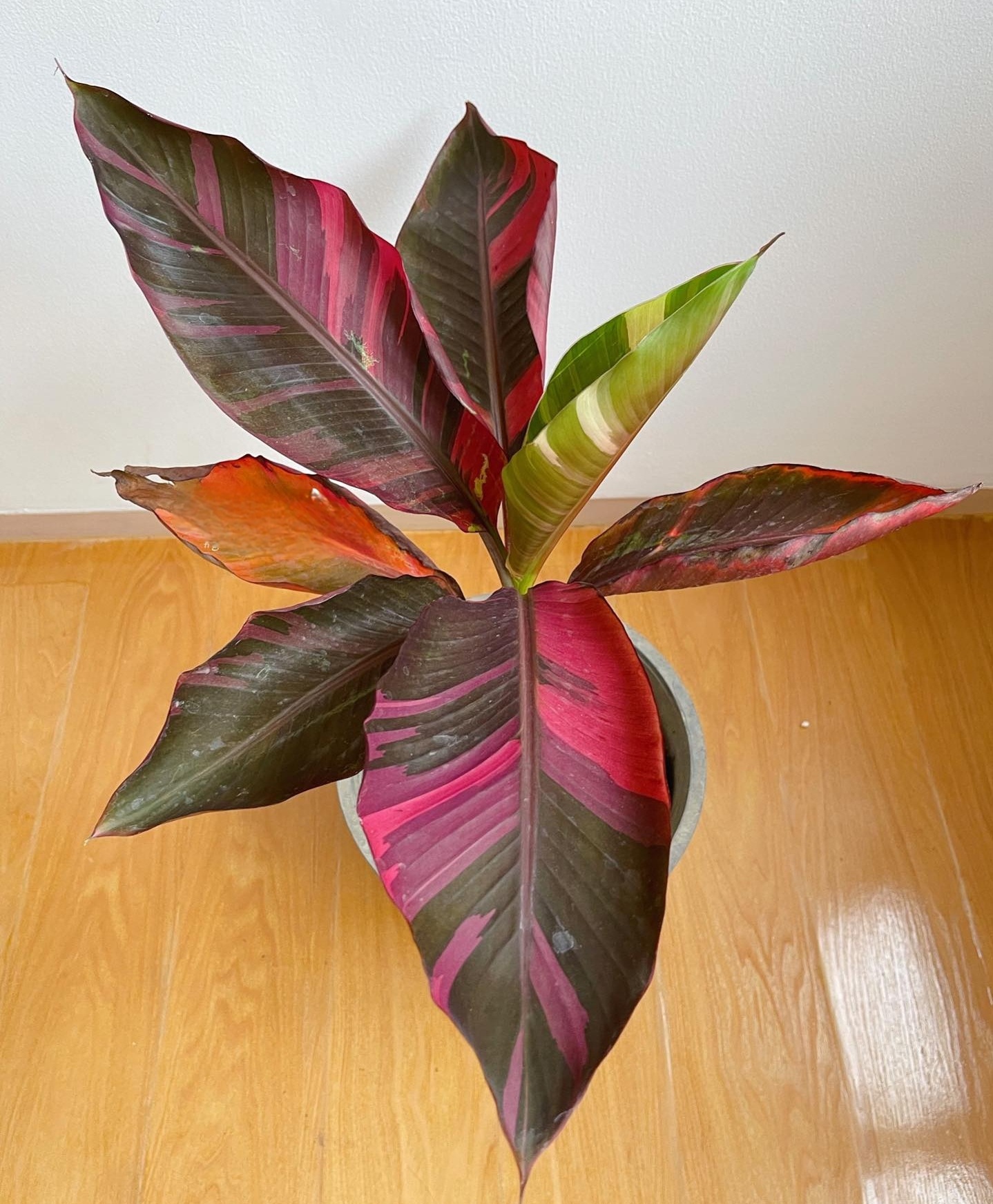 Plant image