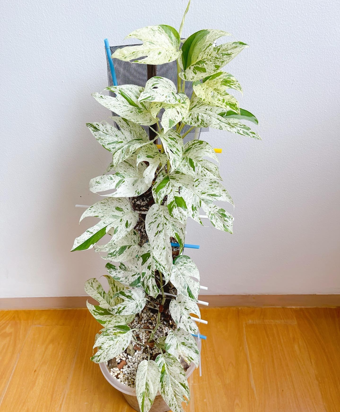 Plant image