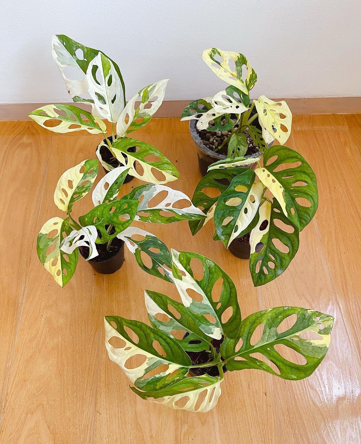 Plant image