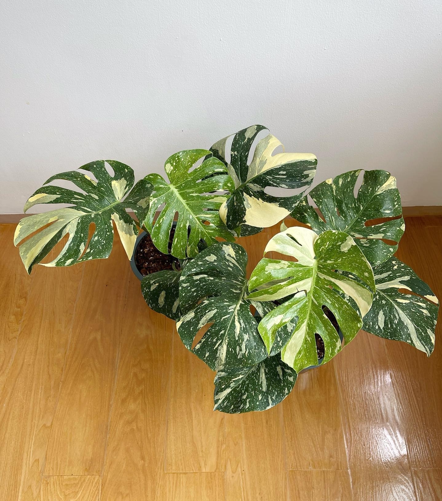 Plant image