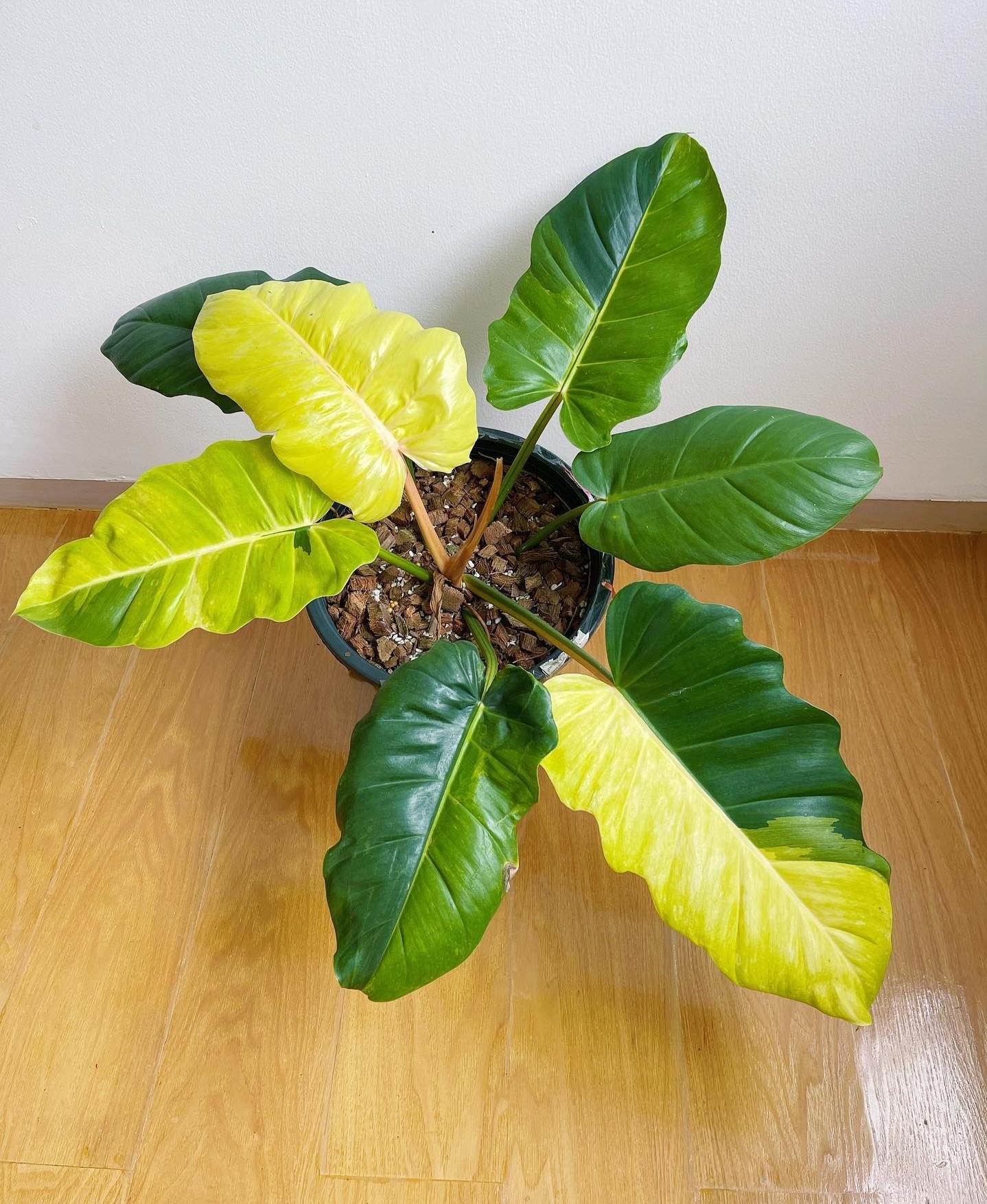 Plant image