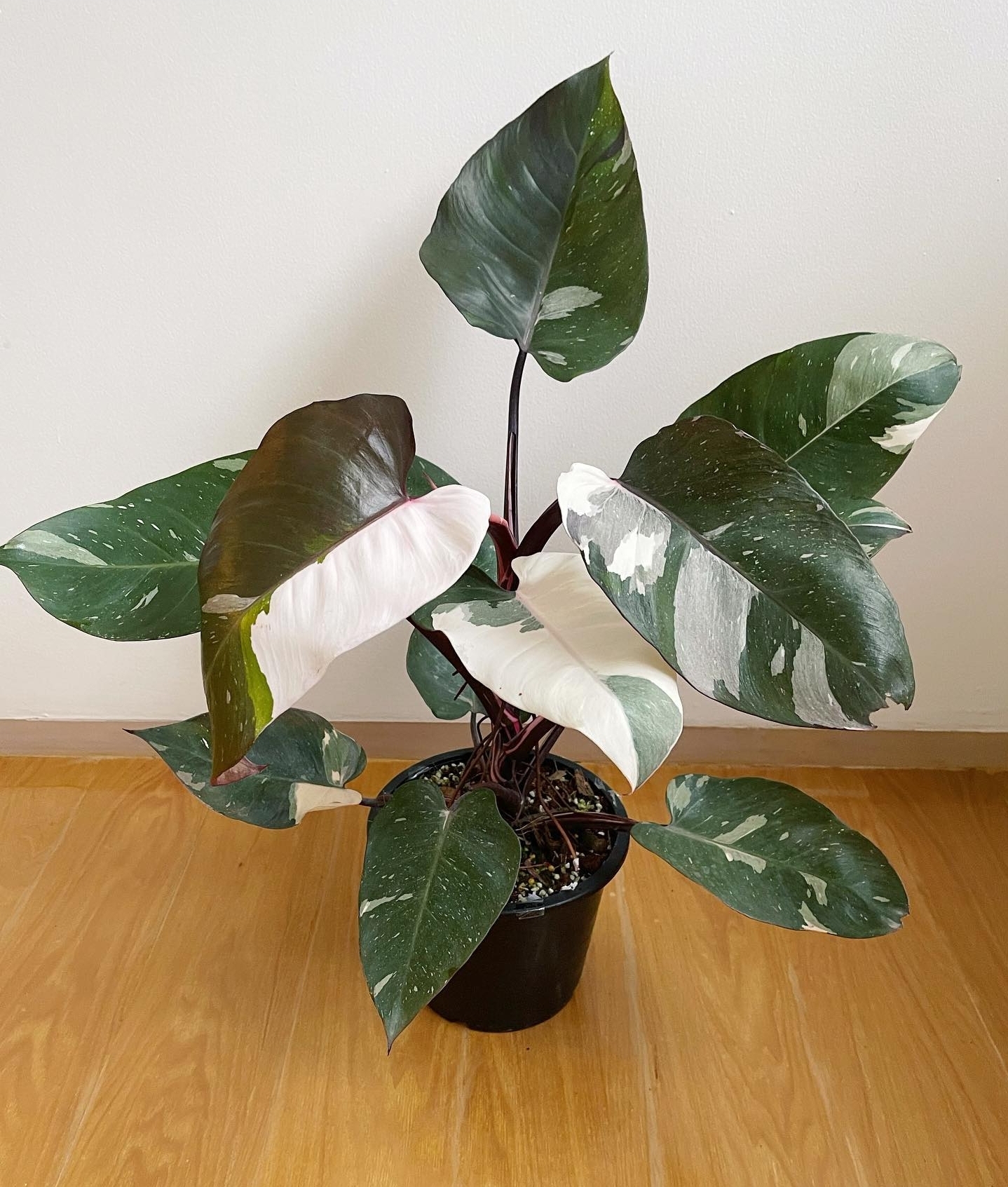 Plant image