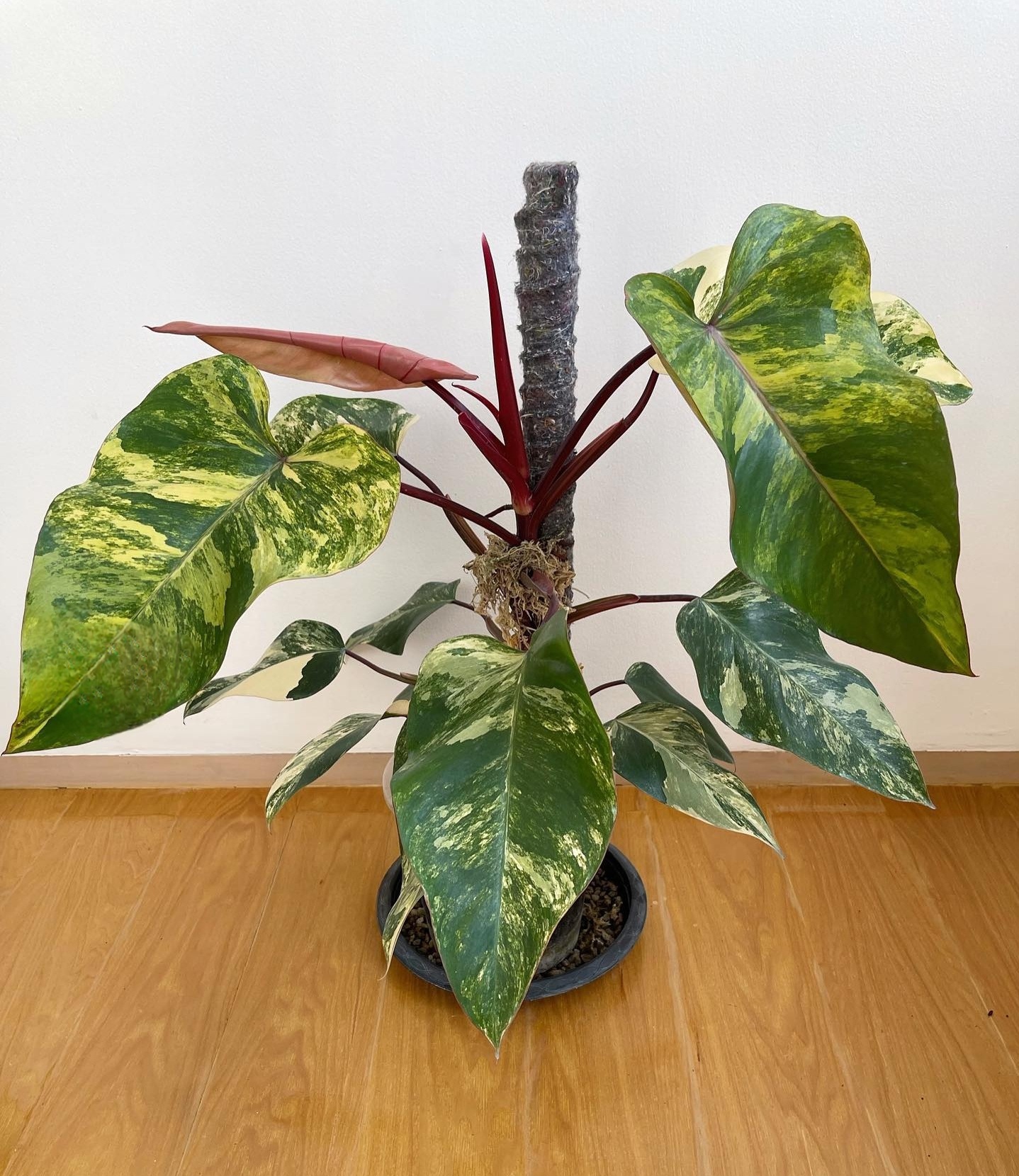 Plant image