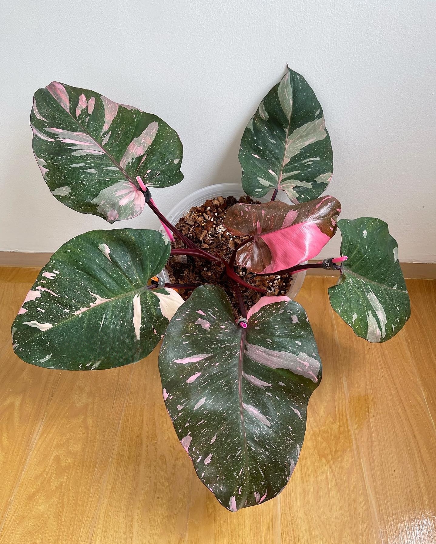 Plant image