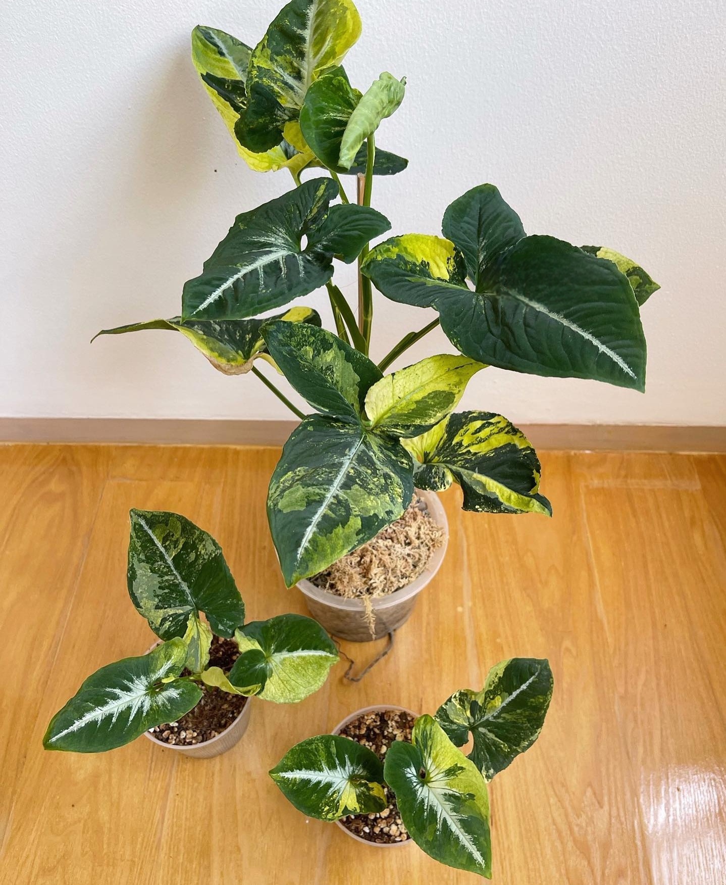 Plant image