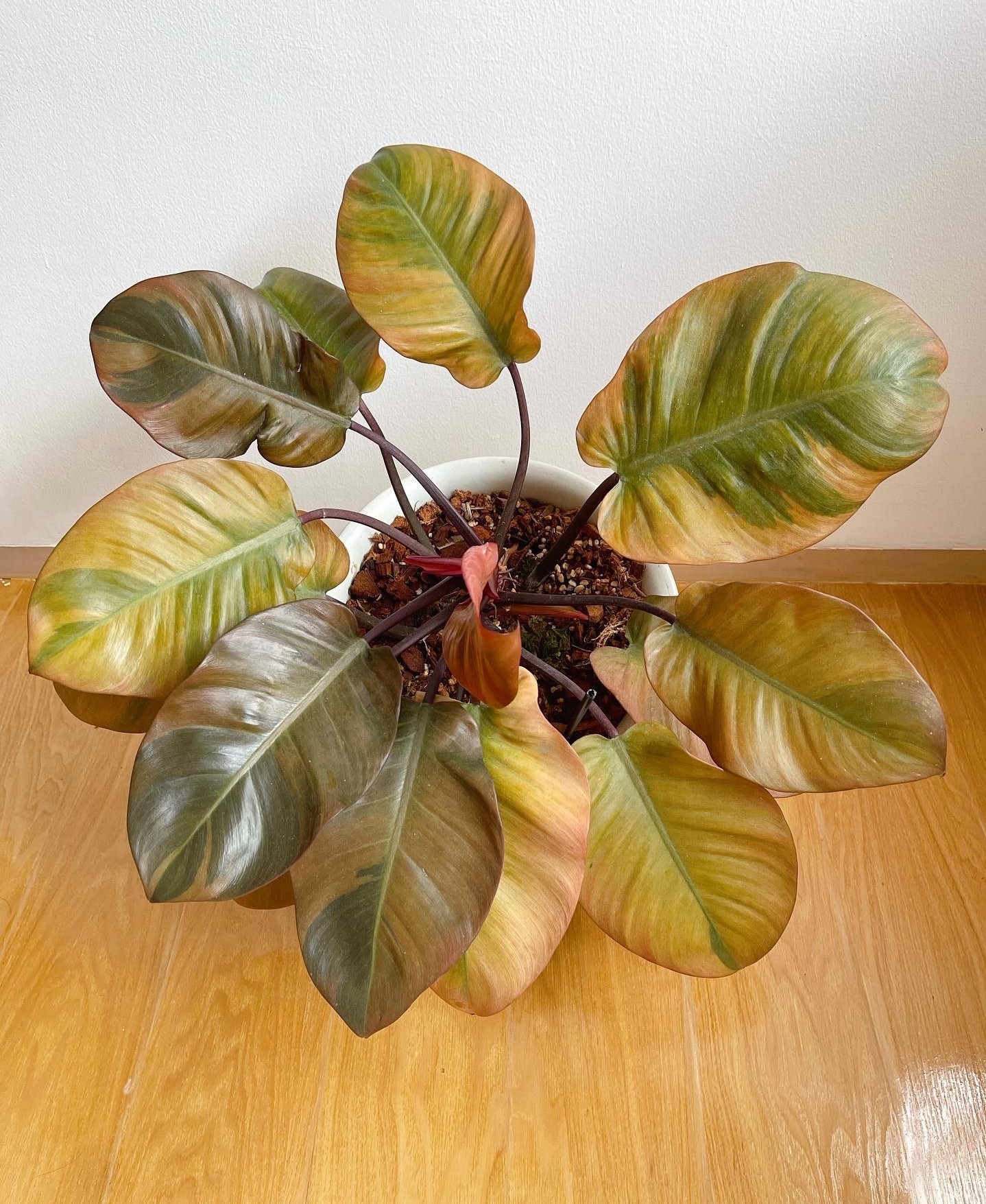 Plant image