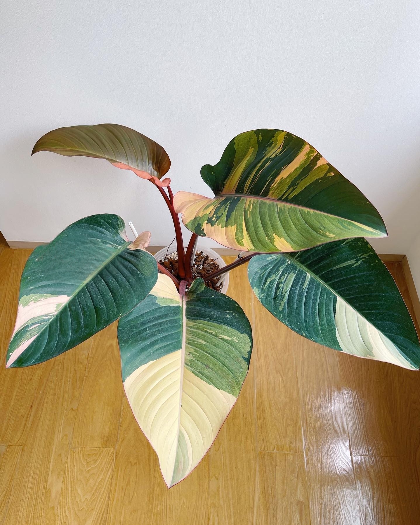 Plant image