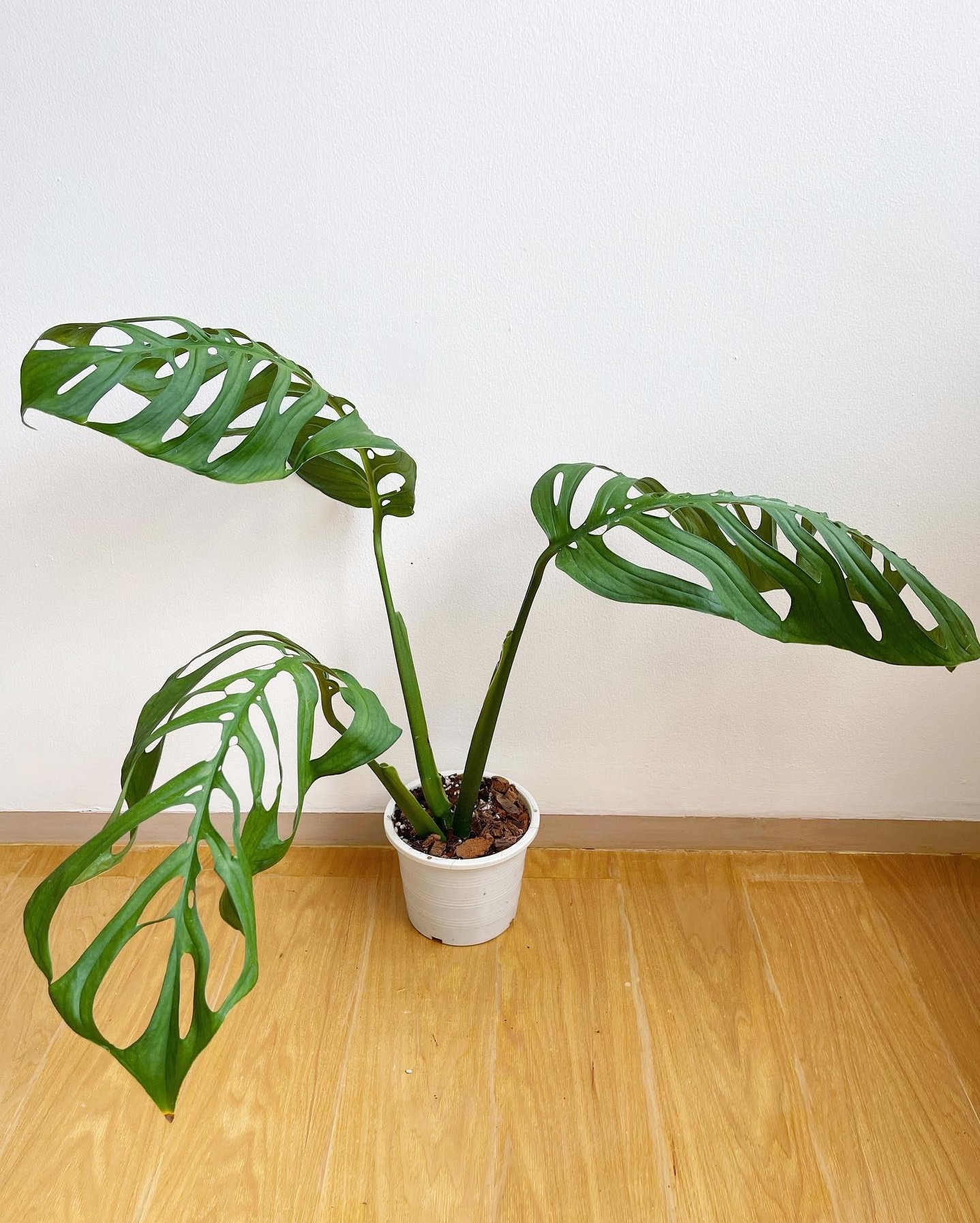 Plant image