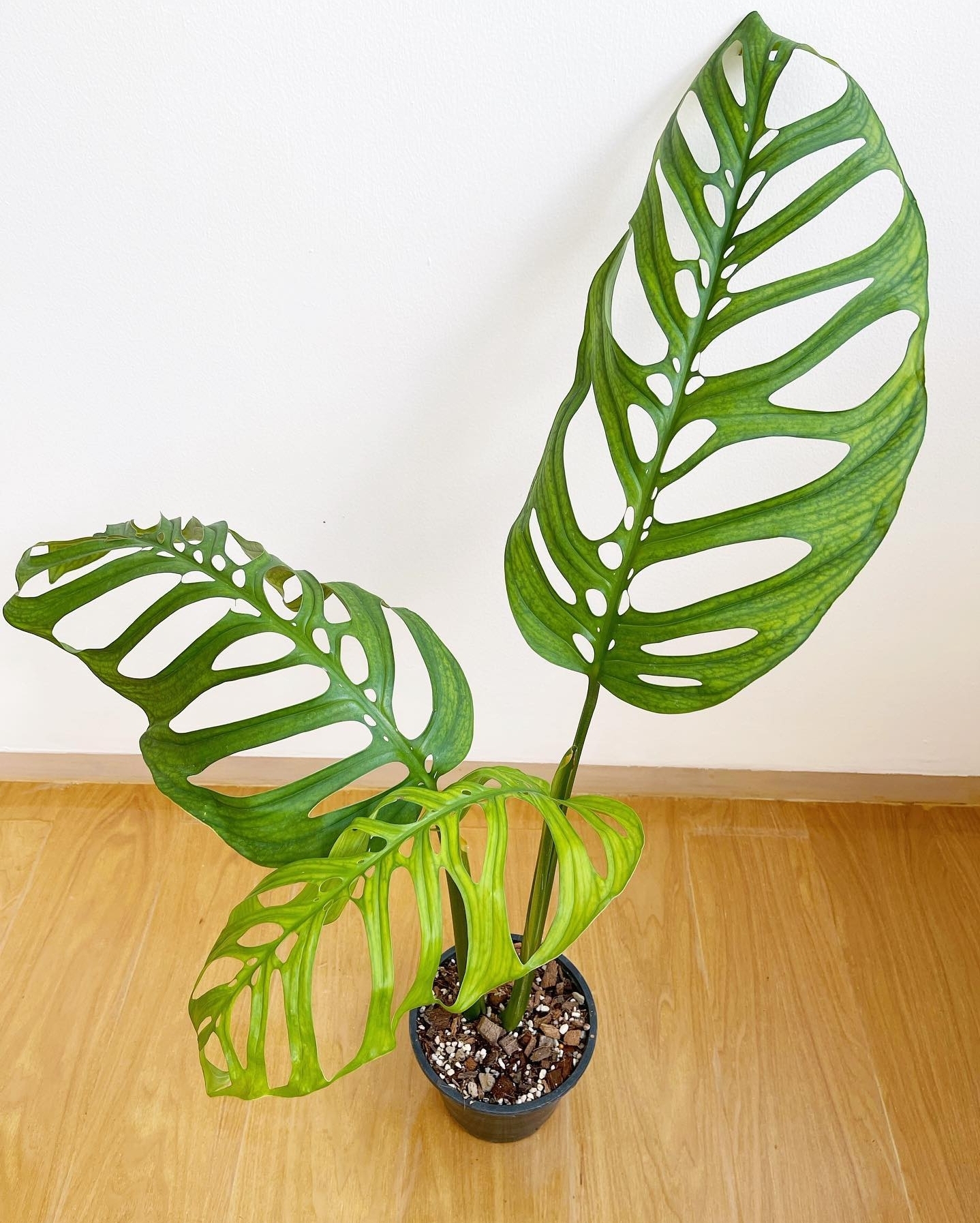 Plant image