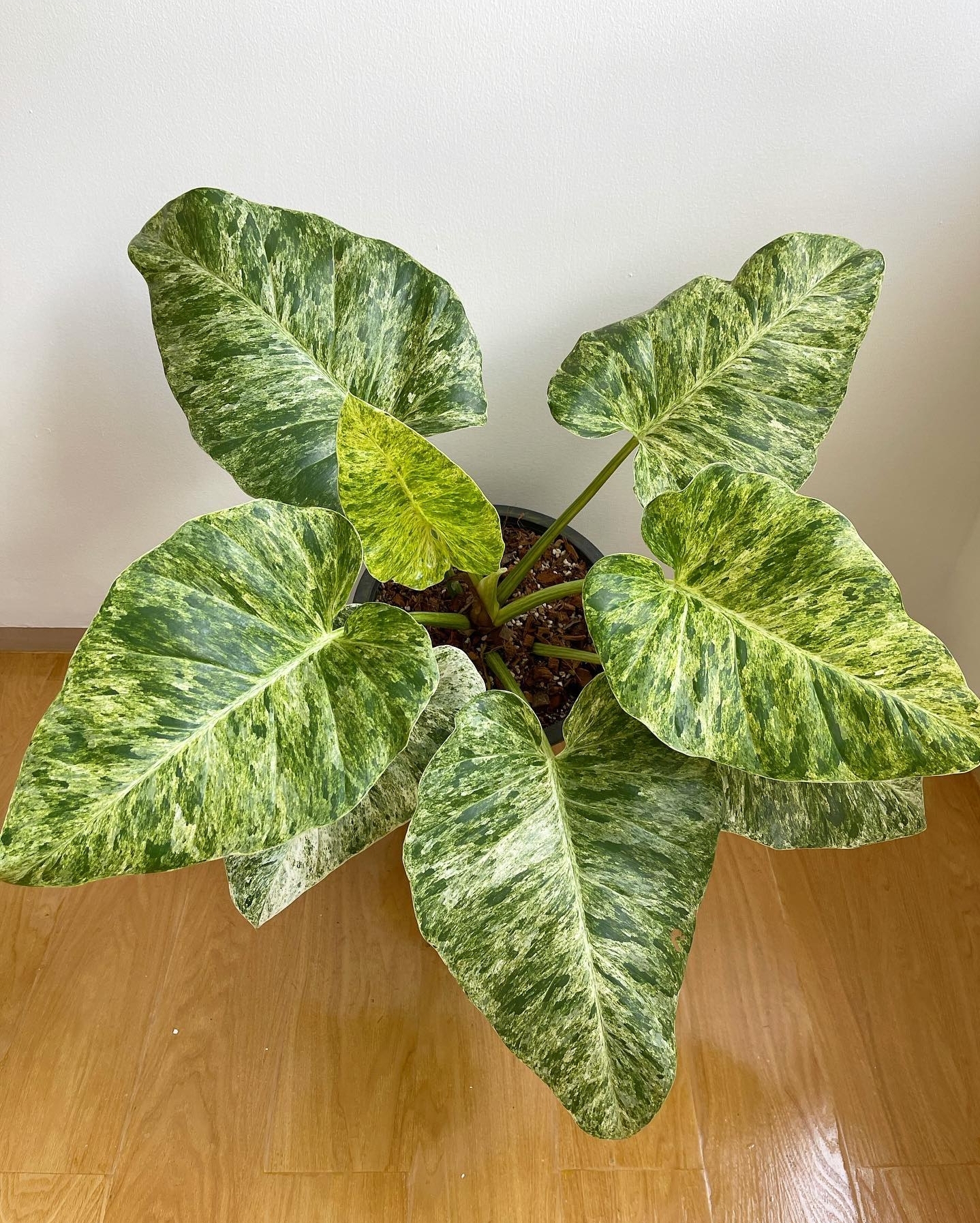 Plant image