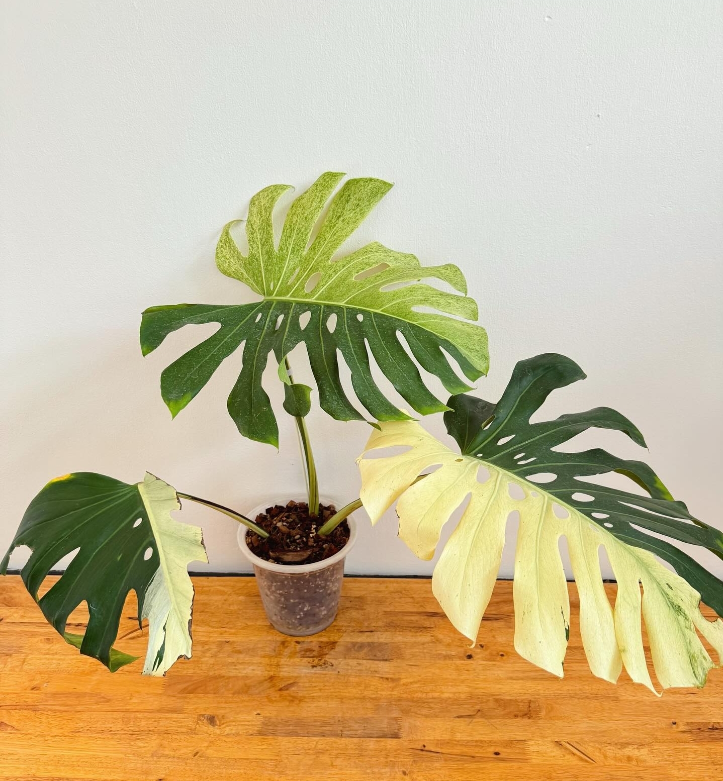 Plant image