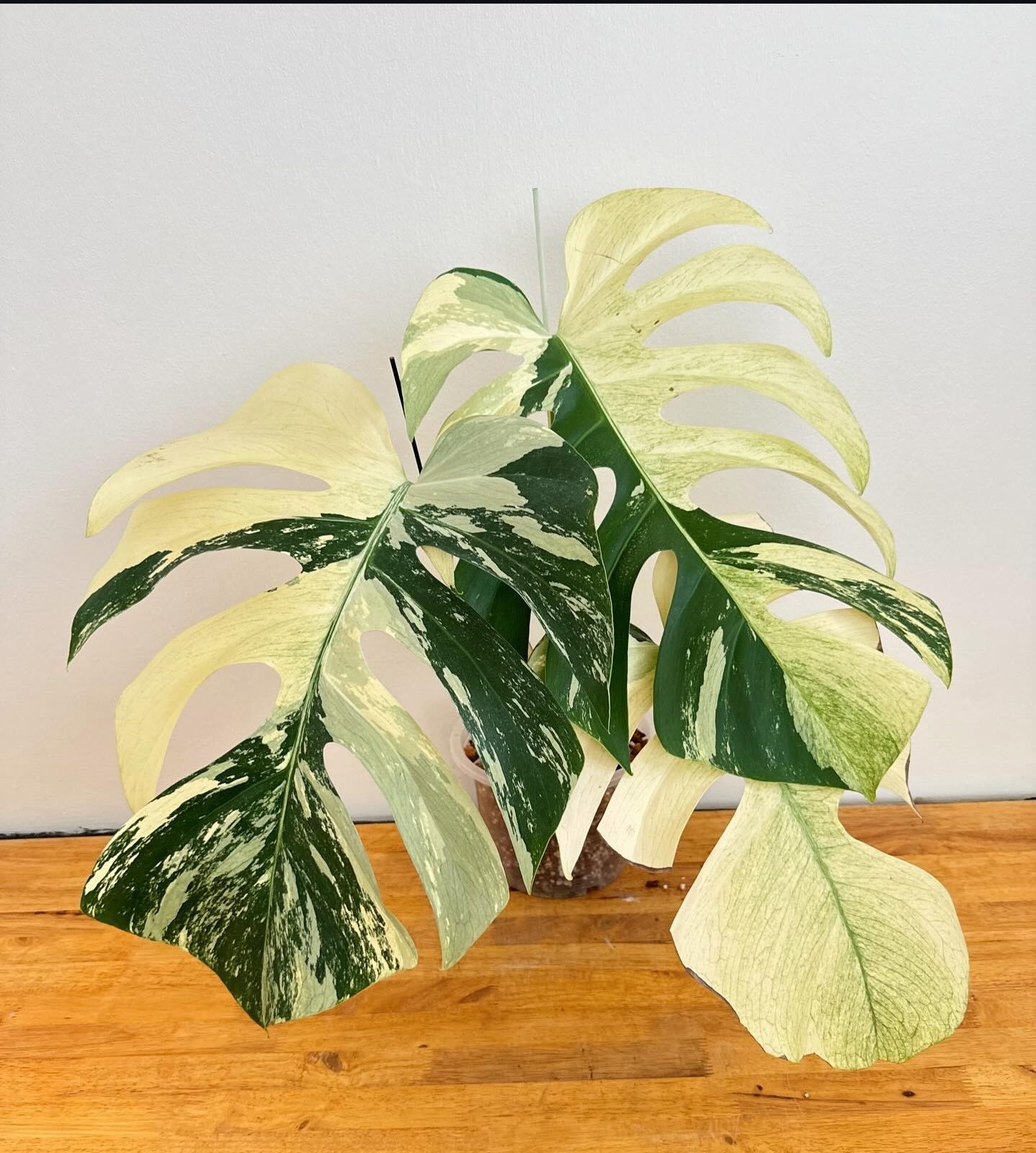 Plant image