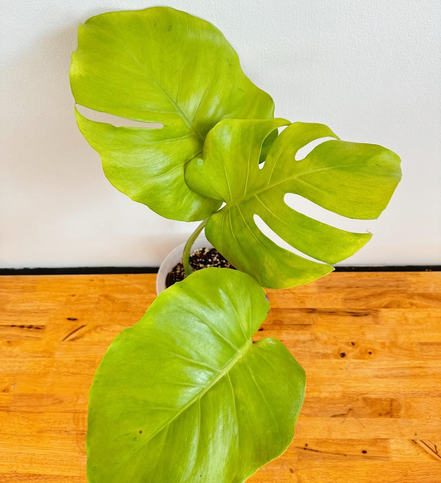 Plant image