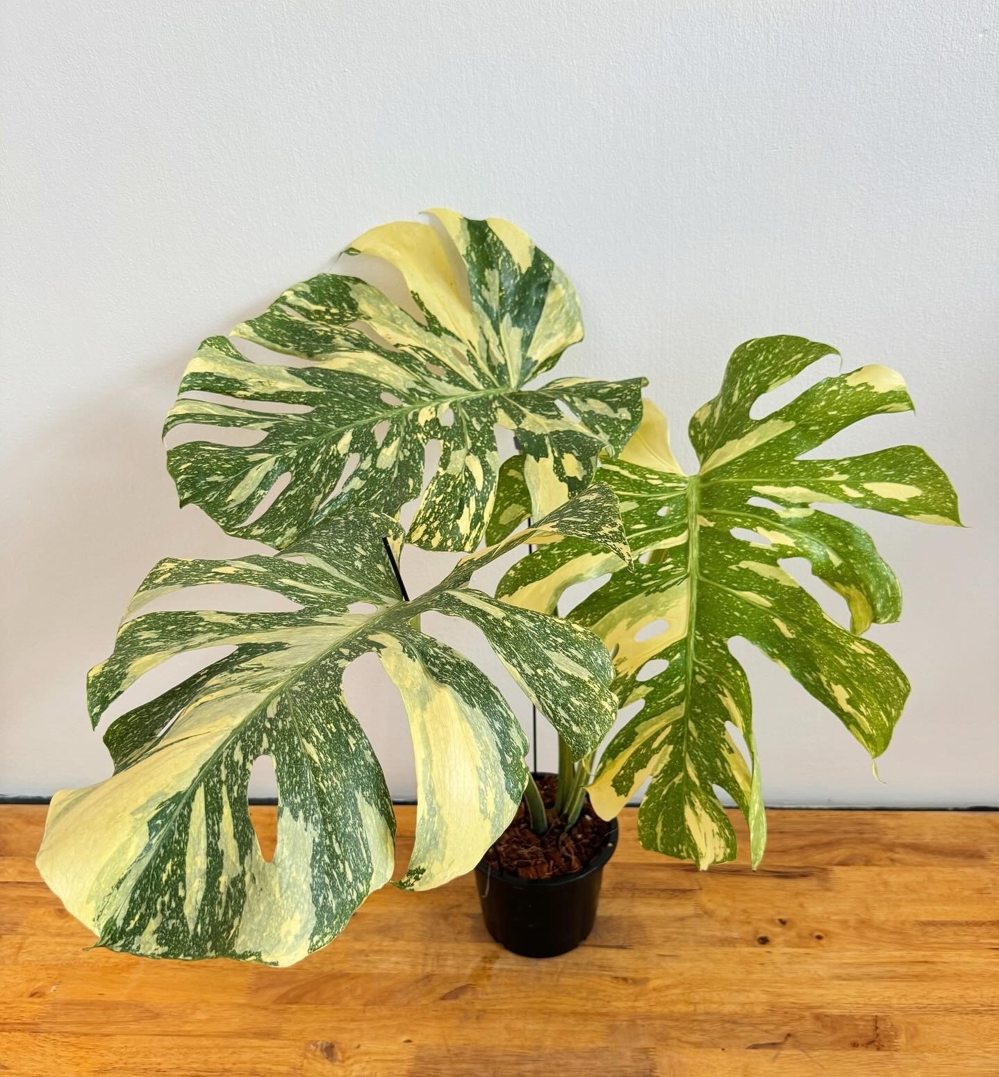 Plant image