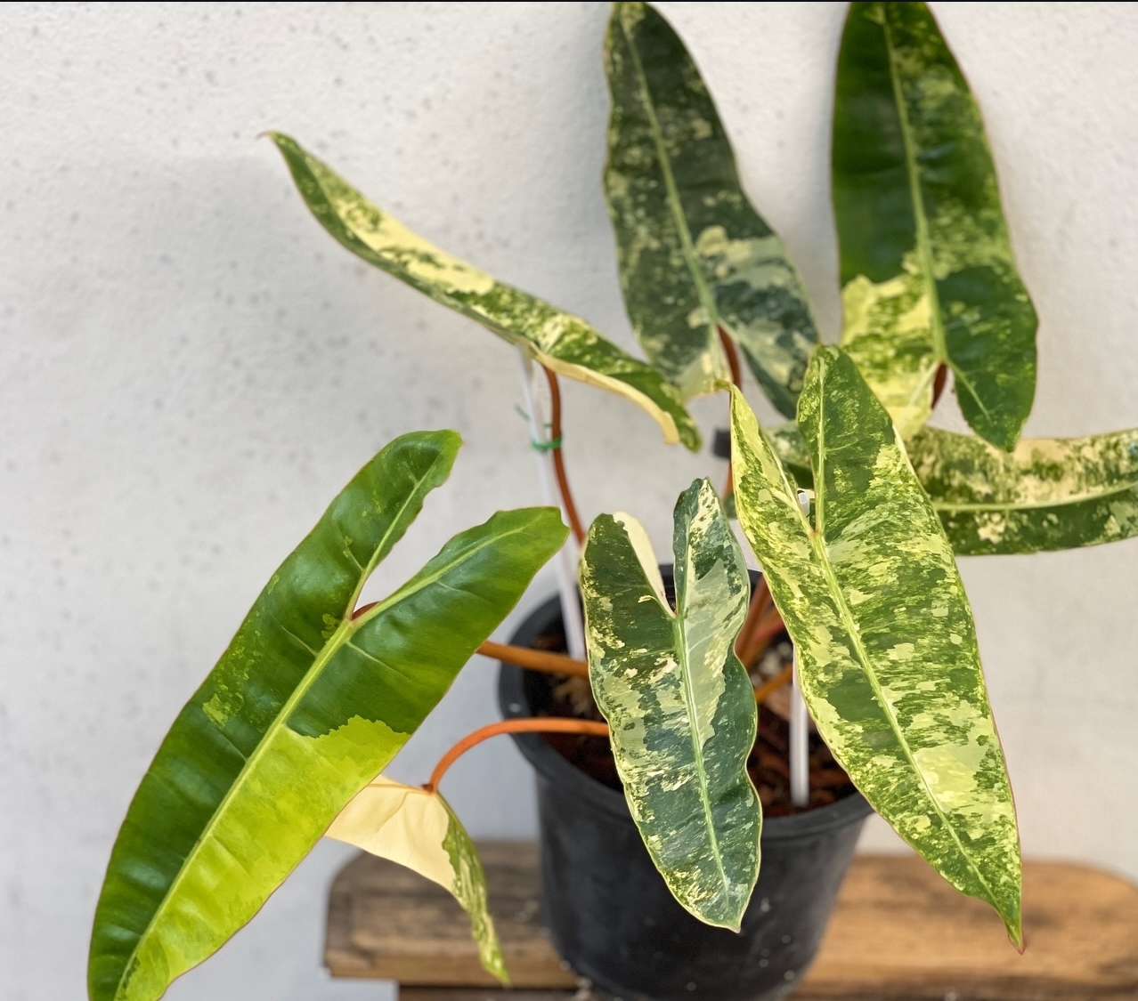 Plant image