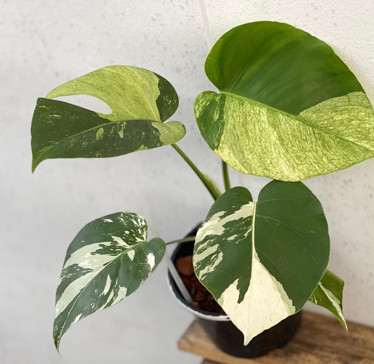 Plant image