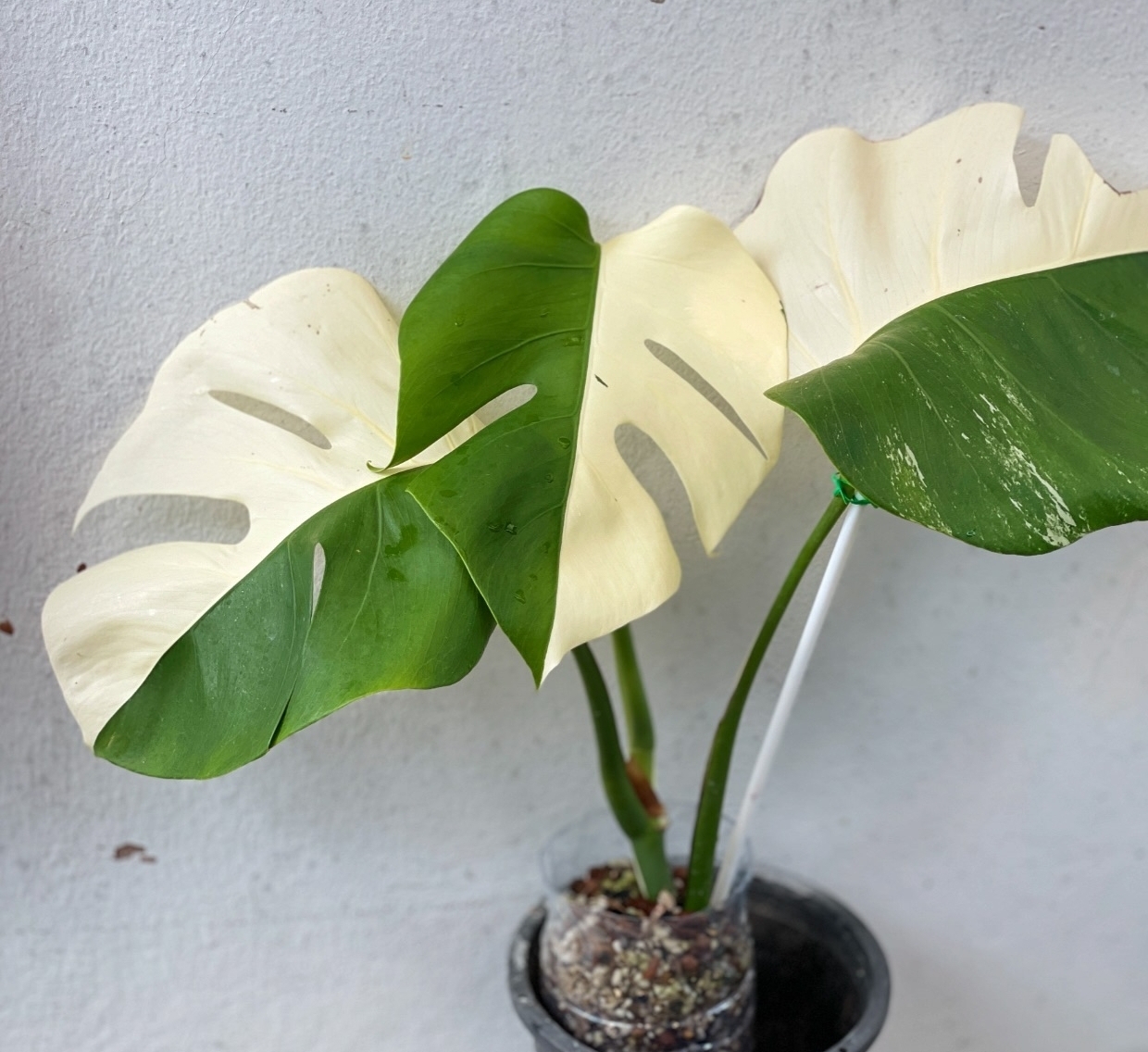 Plant image