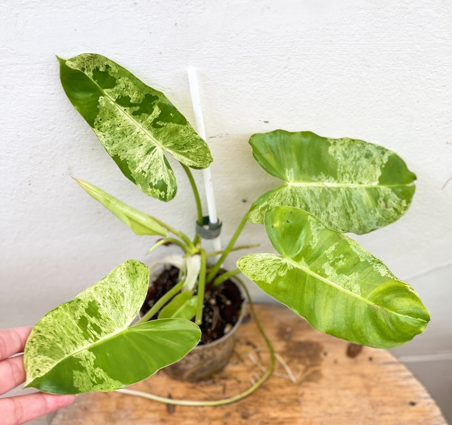 Plant image