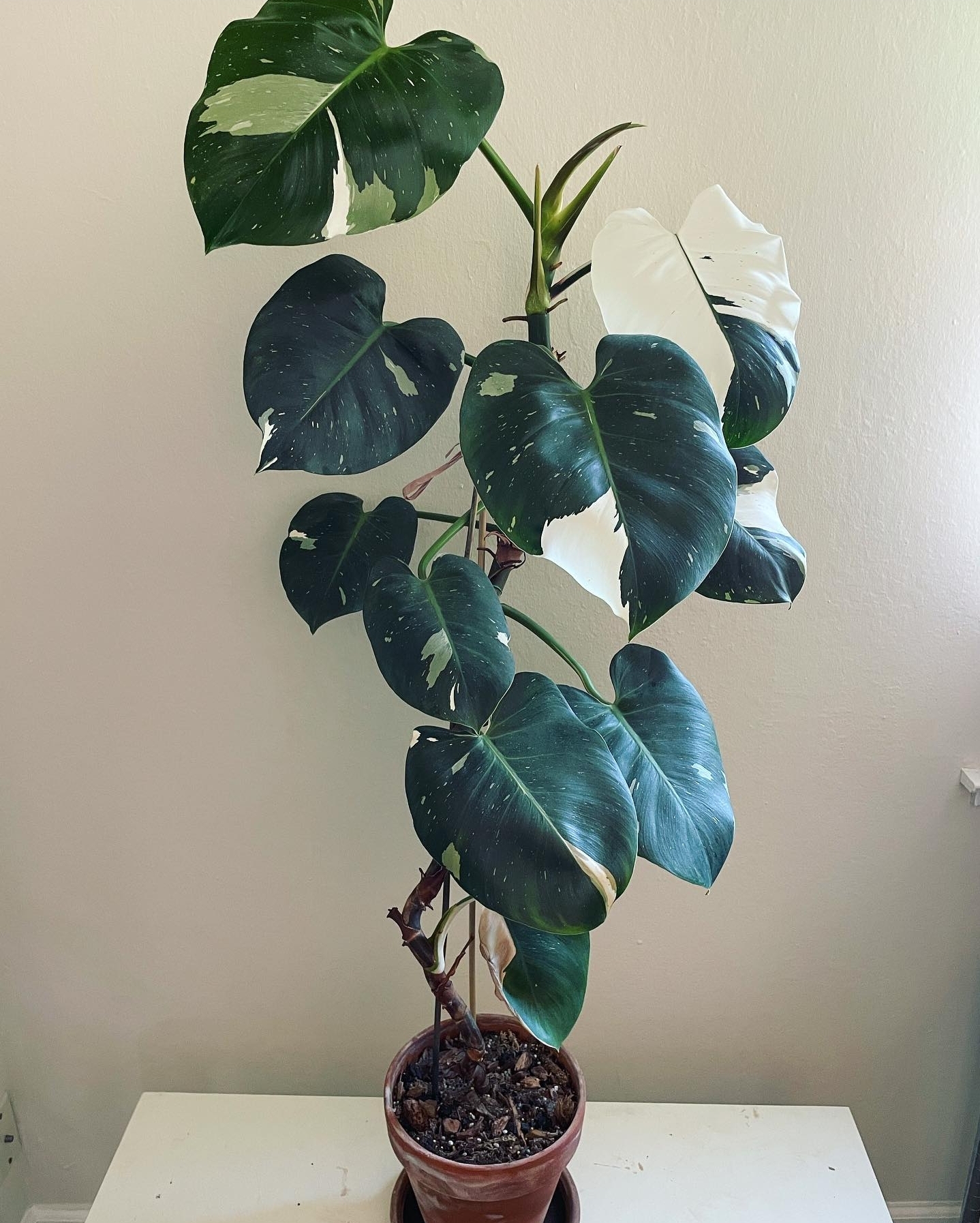 Plant image