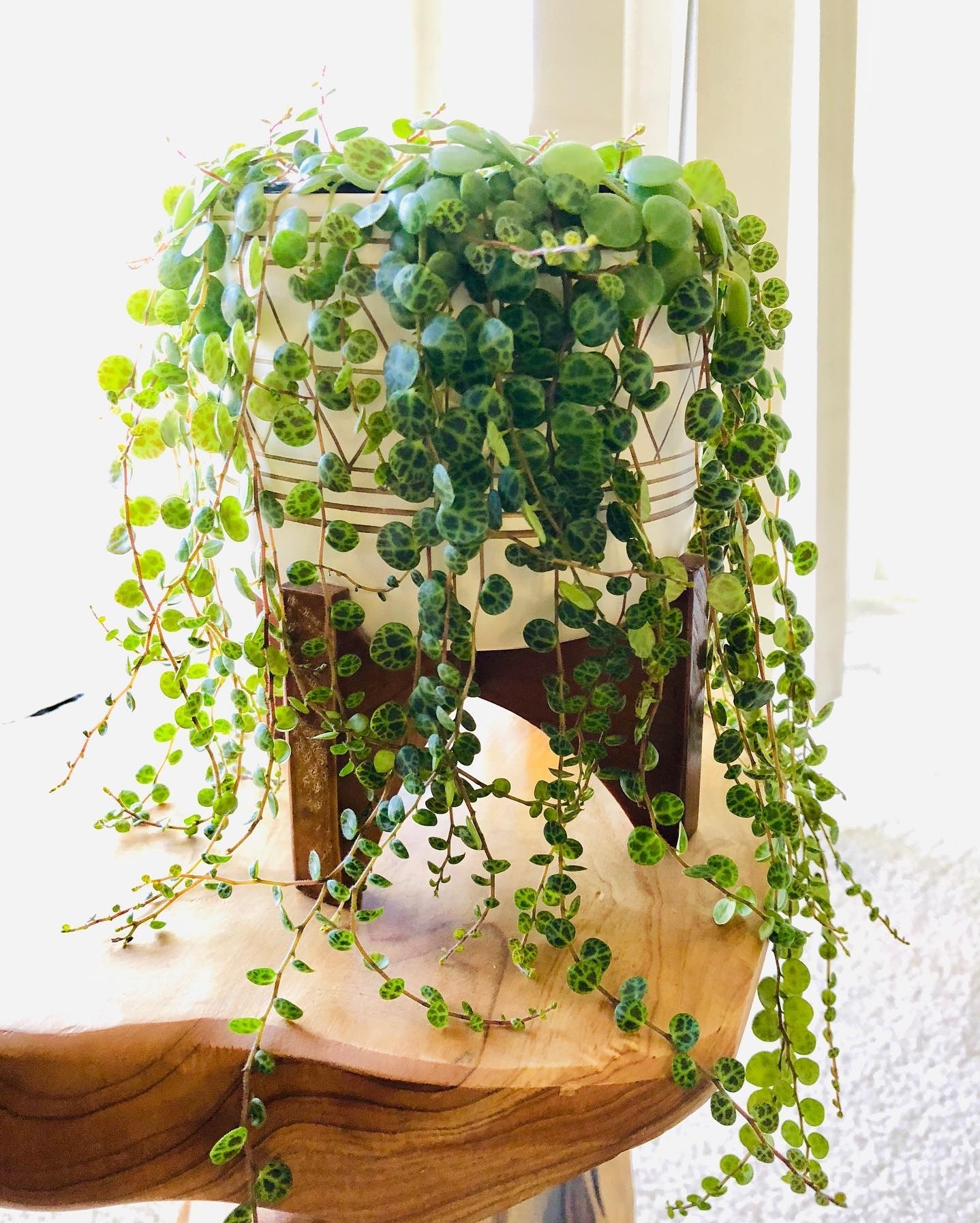 Plant image