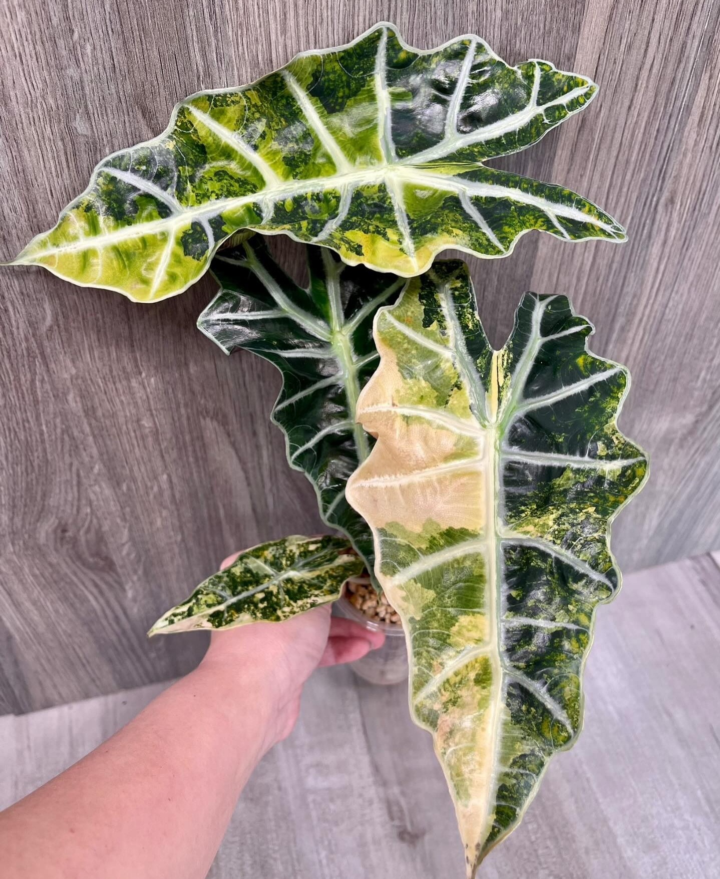 Plant image