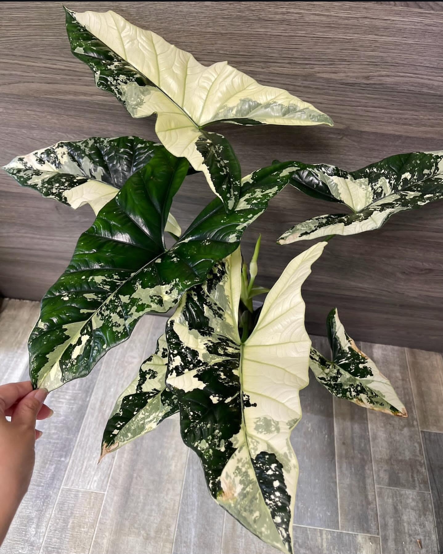Plant image
