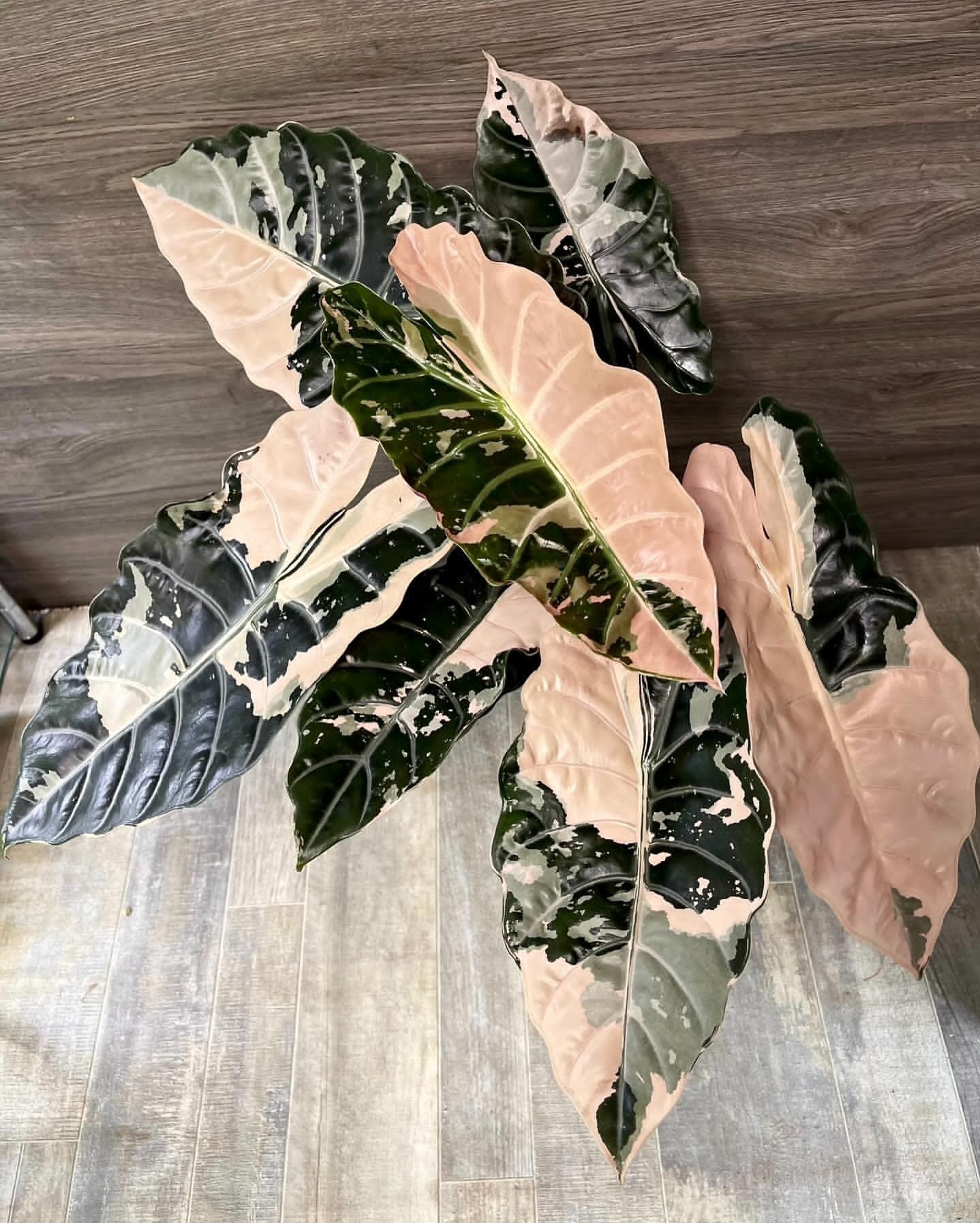 Plant image