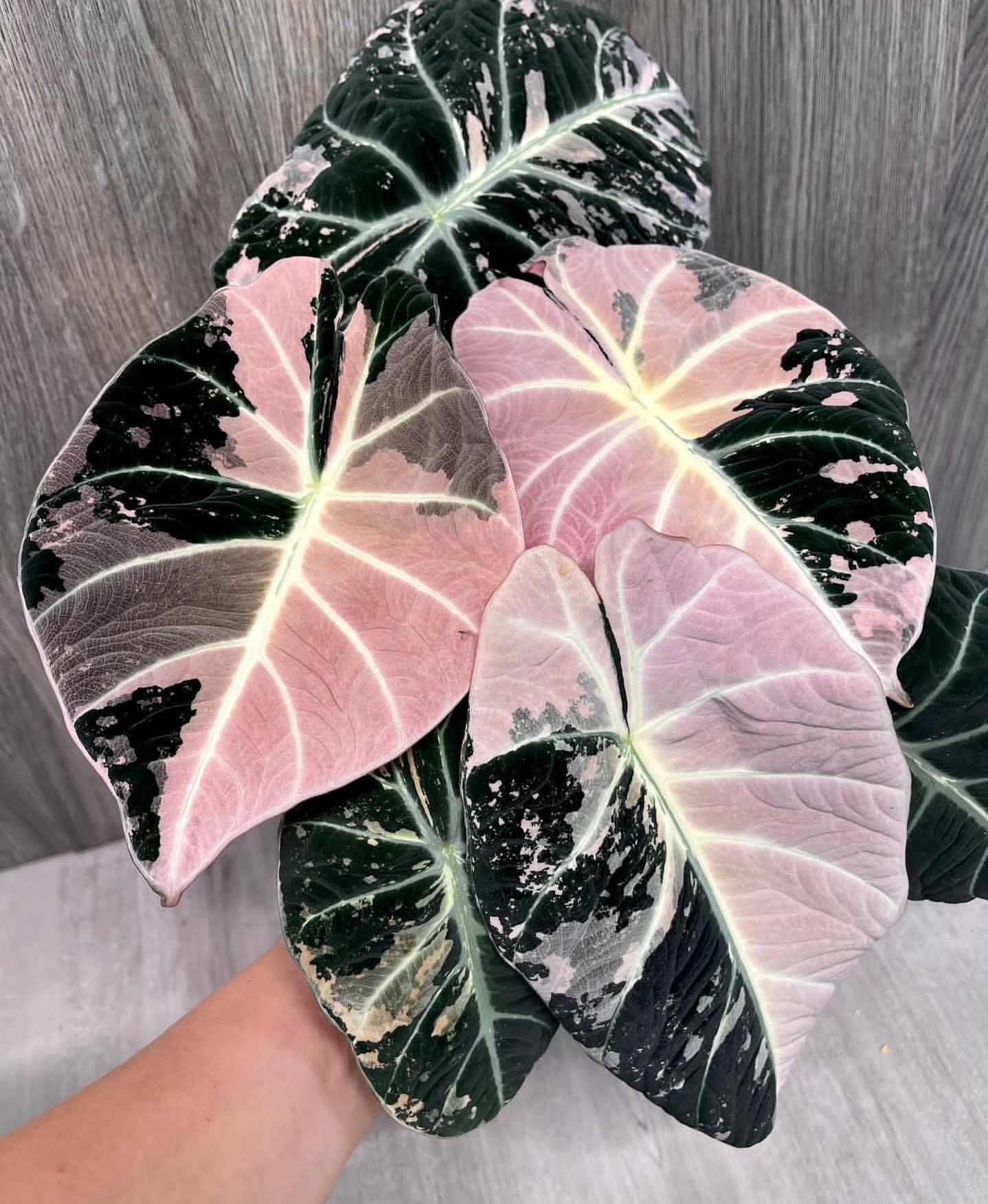 Plant image